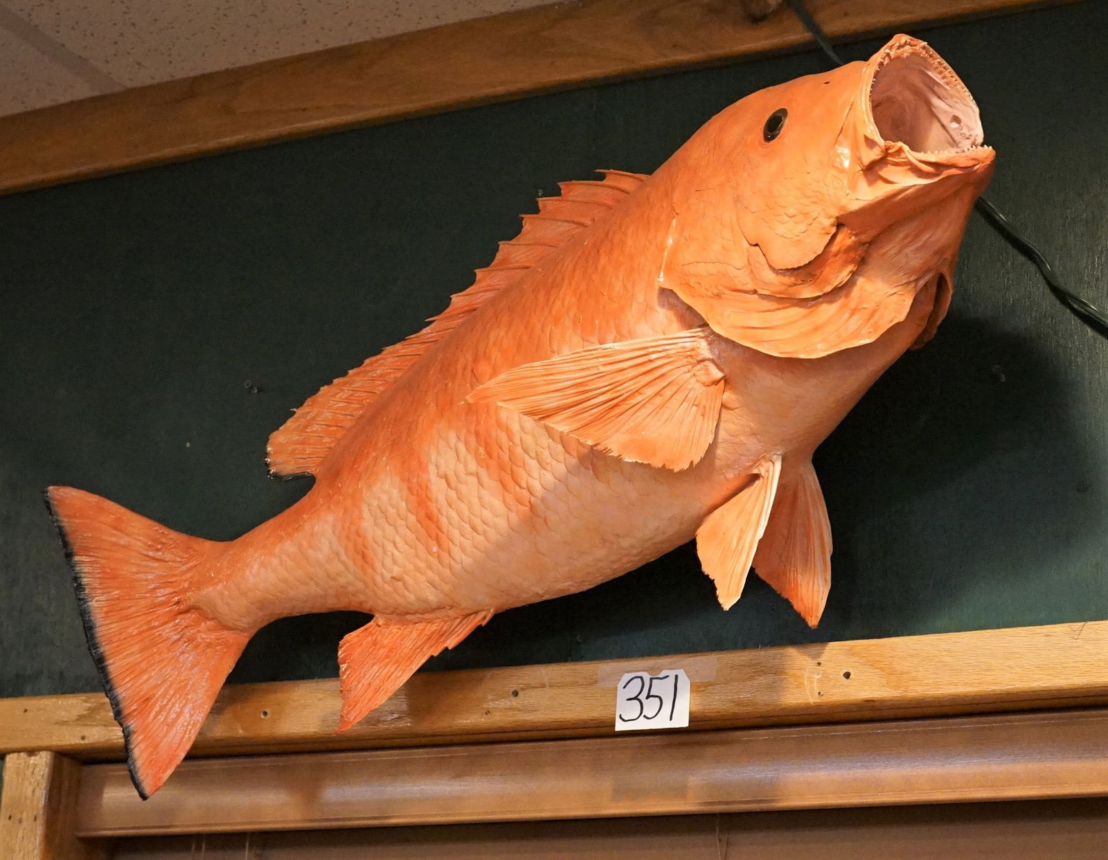 Big Beautiful 34 1/2" Real Skin Red Snapper Taxidermy Fish Mount (1 of 2)