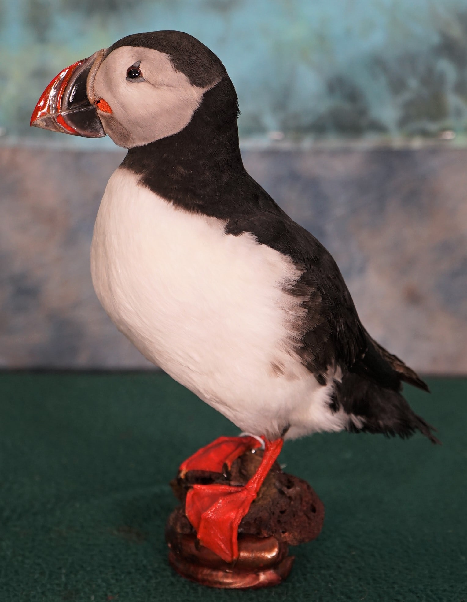 Brand New Icelandic Puffin Bird Mount Taxidermy: Here is a cool Bird mount that you don't see everyday.ÿ This one comes from the country of Iceland and the mount is brand new.ÿ The taxidermy is a 10 and enough said.