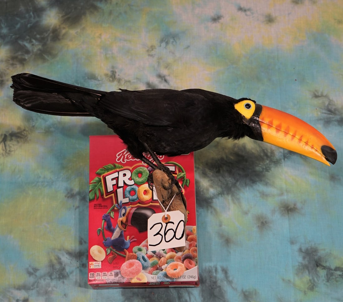 Super Cool! Toucan "The Fruit Loops Bird" Taxidermy Mount (1 of 3)