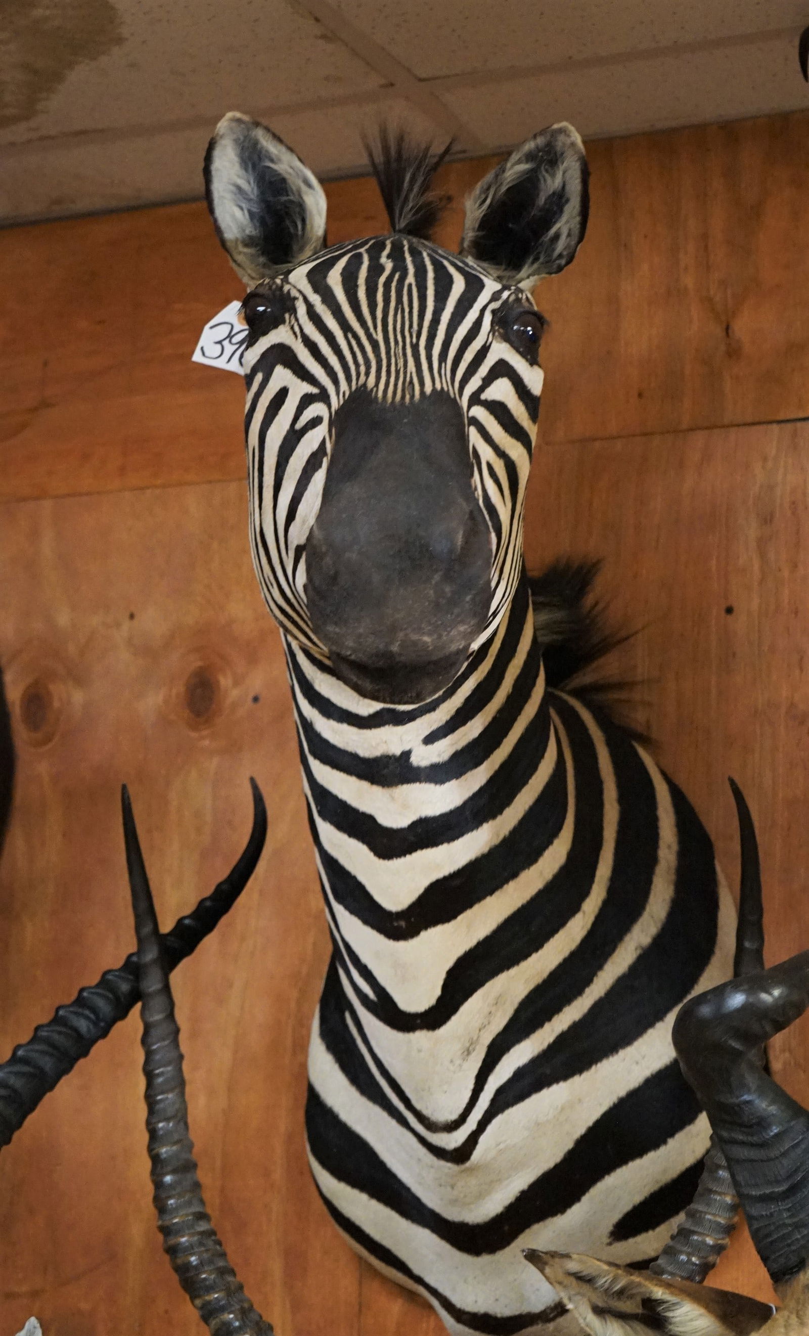 East African Zebra Shoulder Mount Taxidermy (1 of 3)