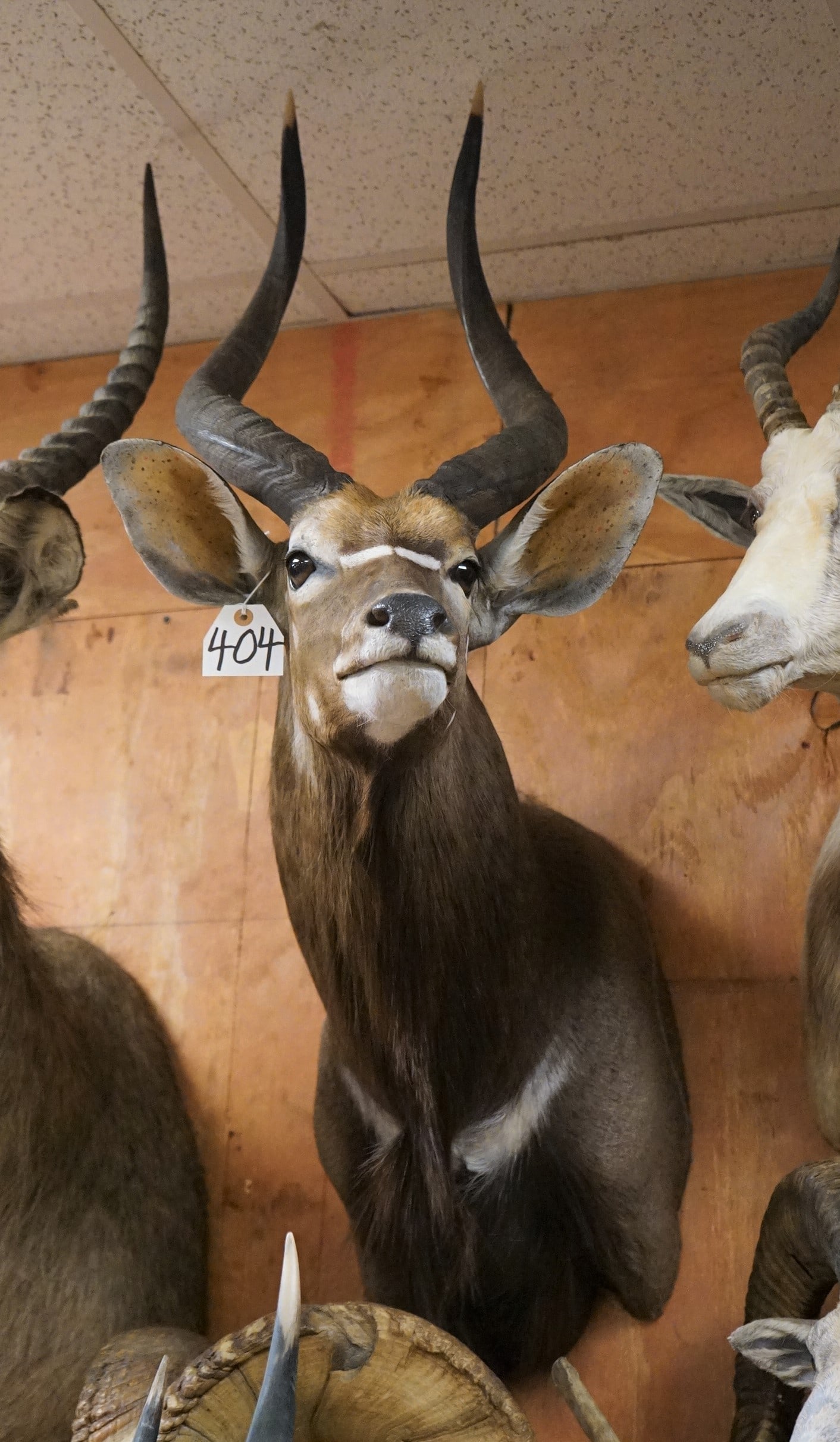 Beautiful African Southern Nyala Shoulder Mount Taxidermy (1 of 2)