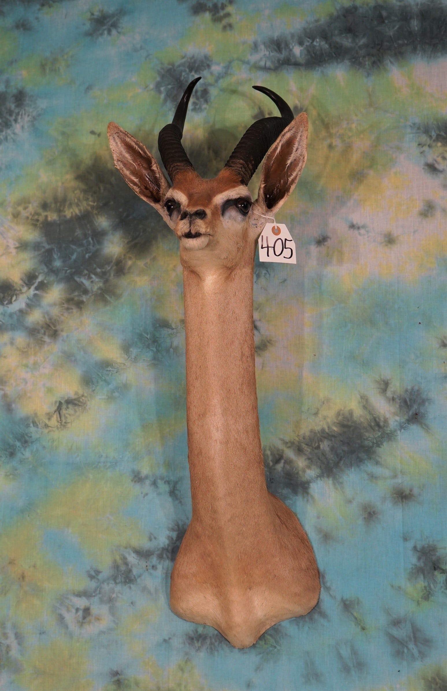 East African Gerenuk Gazelle Shoulder Mount Taxidermy (1 of 2)