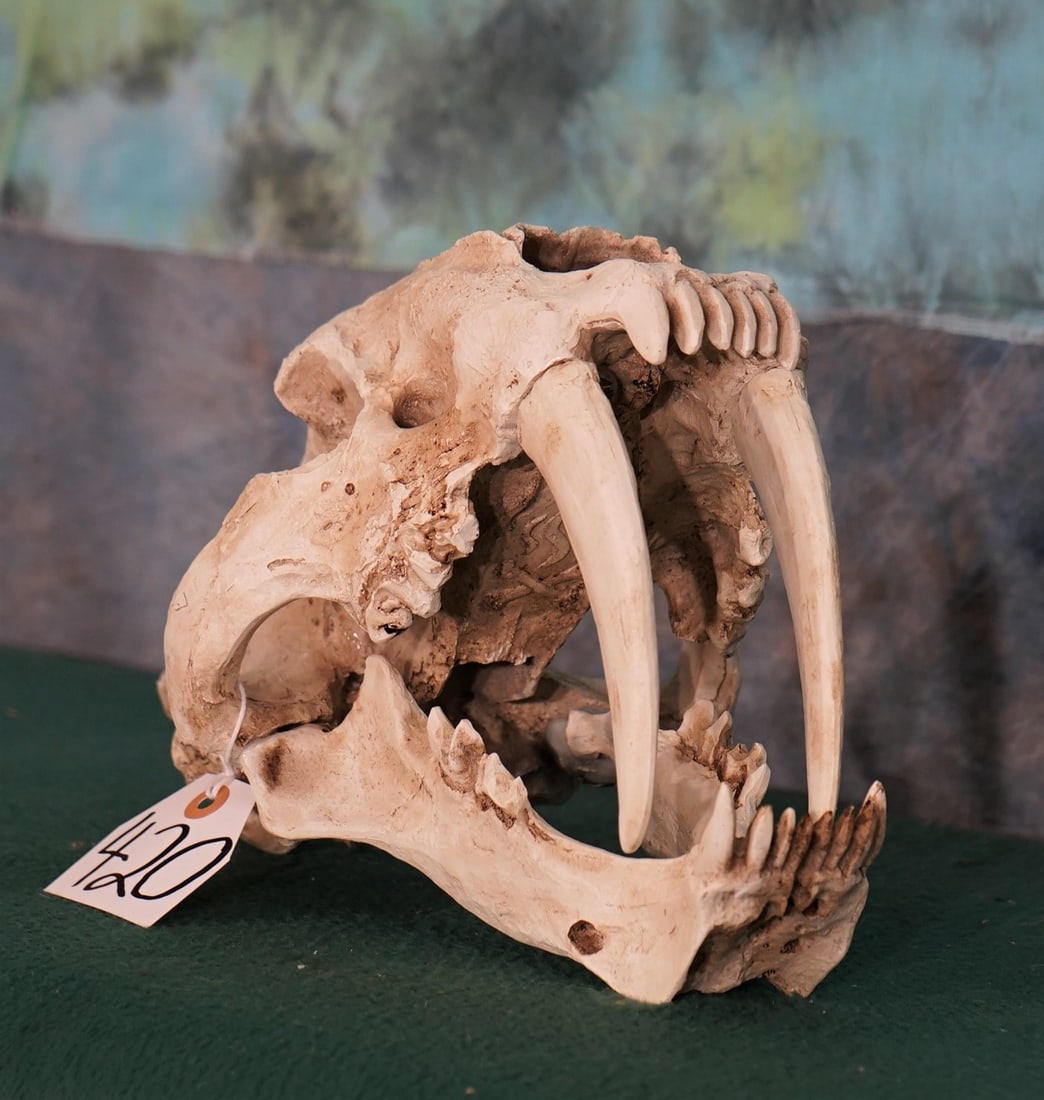 Cool! Saber Tooth Tiger Reproduction Skull Taxidermy: This is a very nice and highly detailed exact copy, of a "Michairidus giaganticus"ÿSkull that was found in China.ÿ A real Fossil Skull of a good Sabertooth would cost several thousands if you could