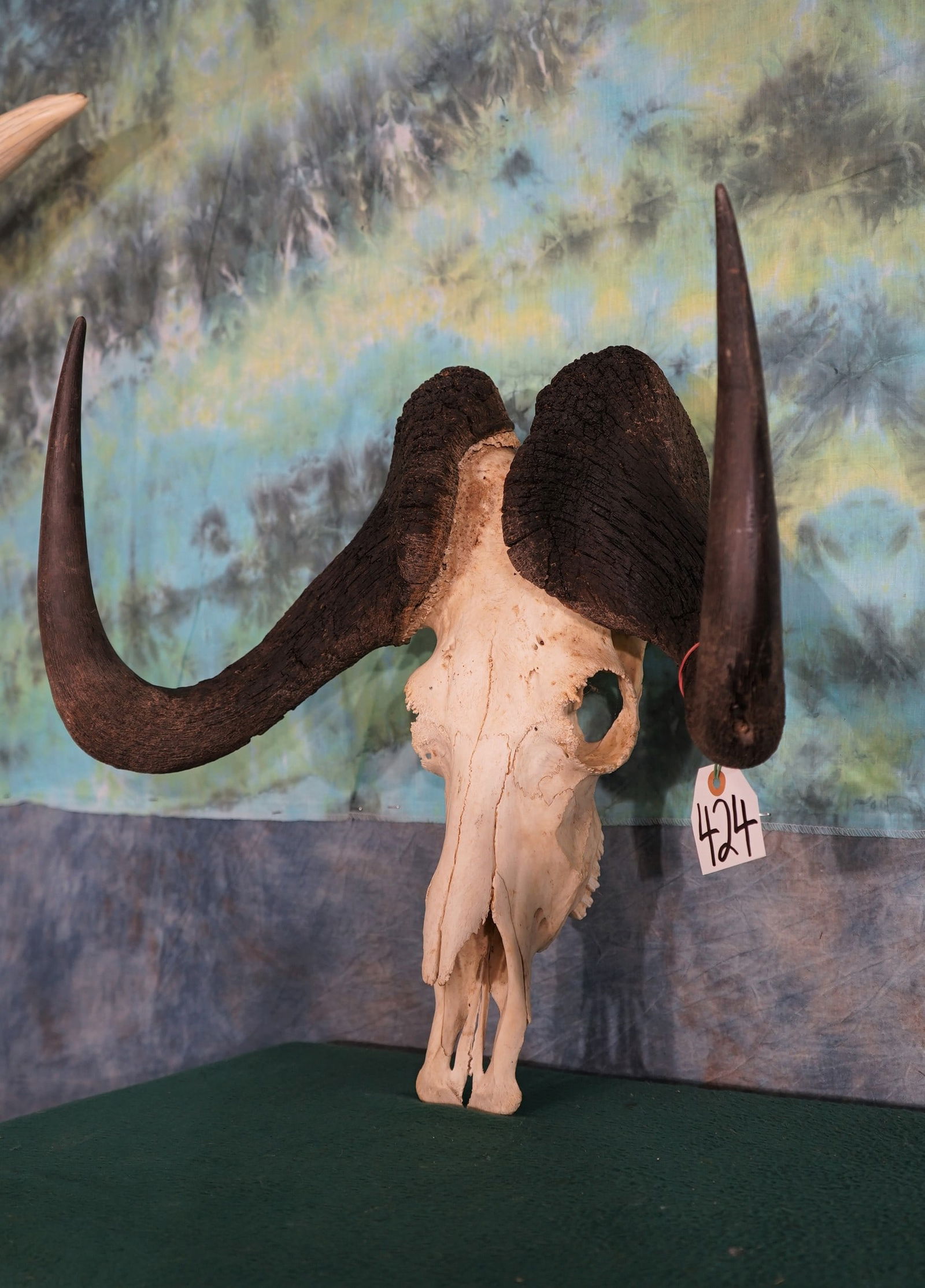 Gold Medal High Record Book Black Wildebeest Skull Taxidermy (1 of 2)