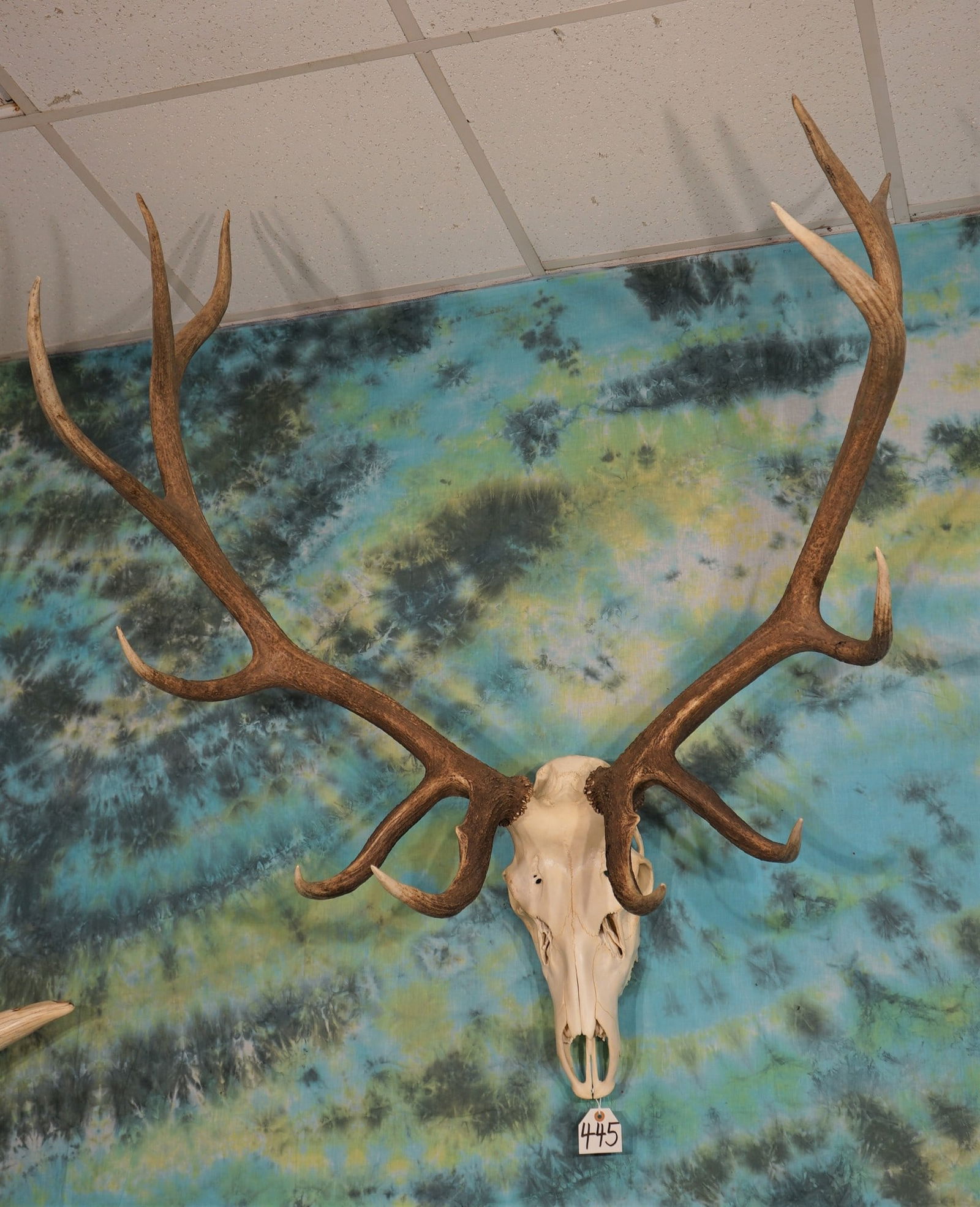 Very Nice 6 x 6 Elk Skull Taxidermy (1 of 3)