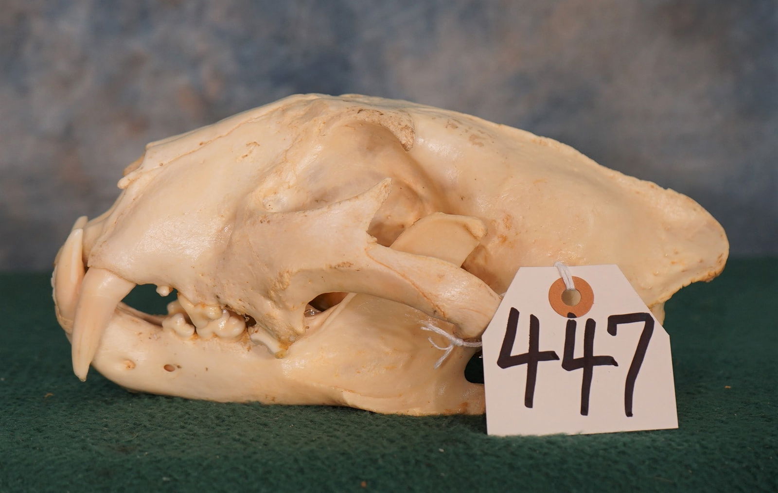 African Male Leopard Skull Taxidermy **TEXAS RESIDENTS ONLY!** (1 of 2)