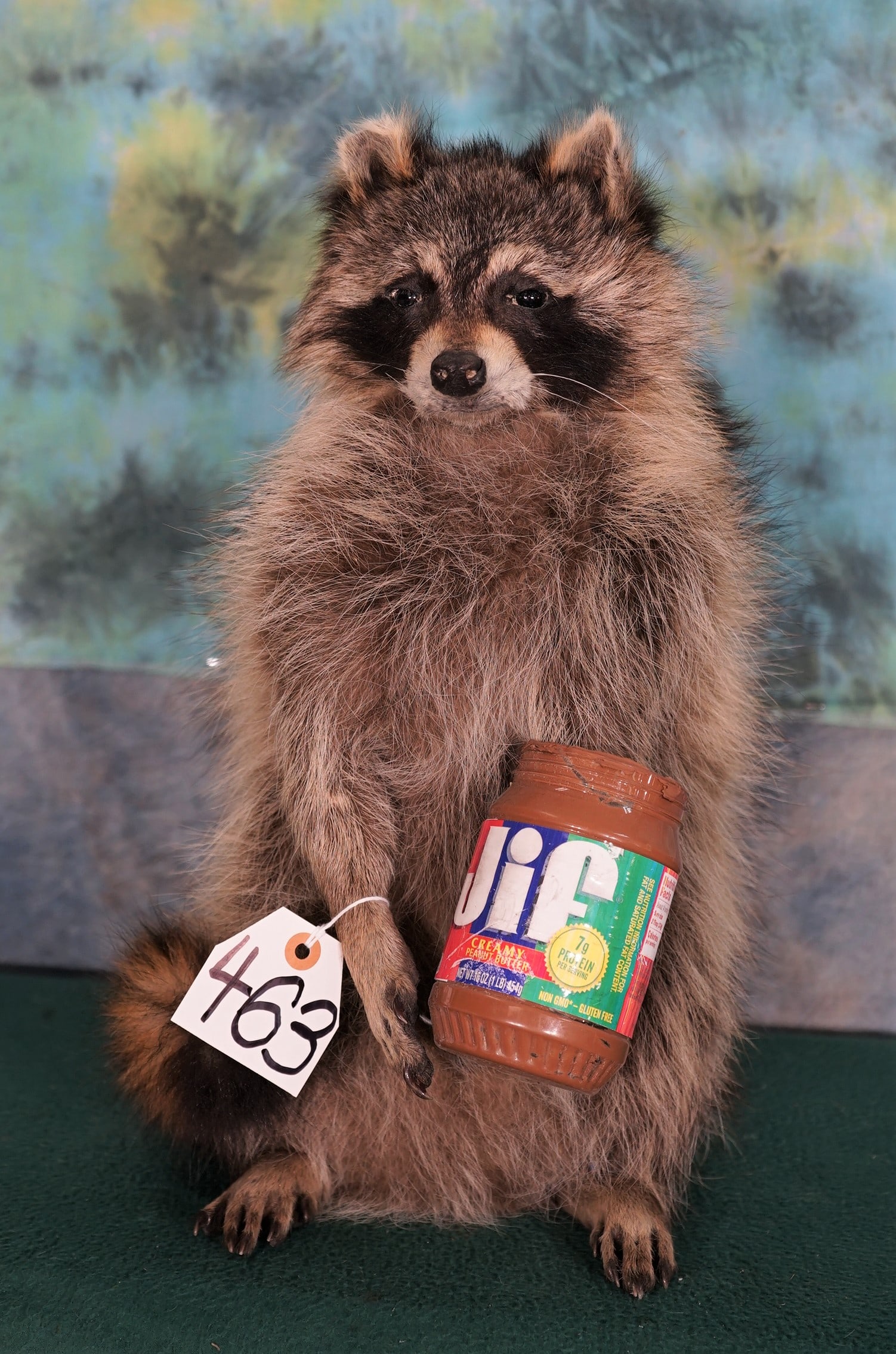 Raccoon with Peanut Butter Full Body Taxidermy Novelty Mount (1 of 2)