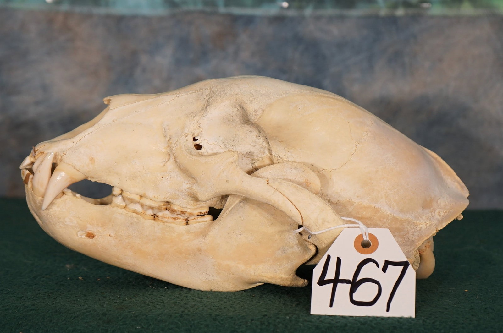 Nice Black Bear Skull Taxidermy: This is a little better than average size Black Bear skull.ÿ It is missing one tooth in the upper front section.ÿ Other than that, the skull is in excellent condition.
