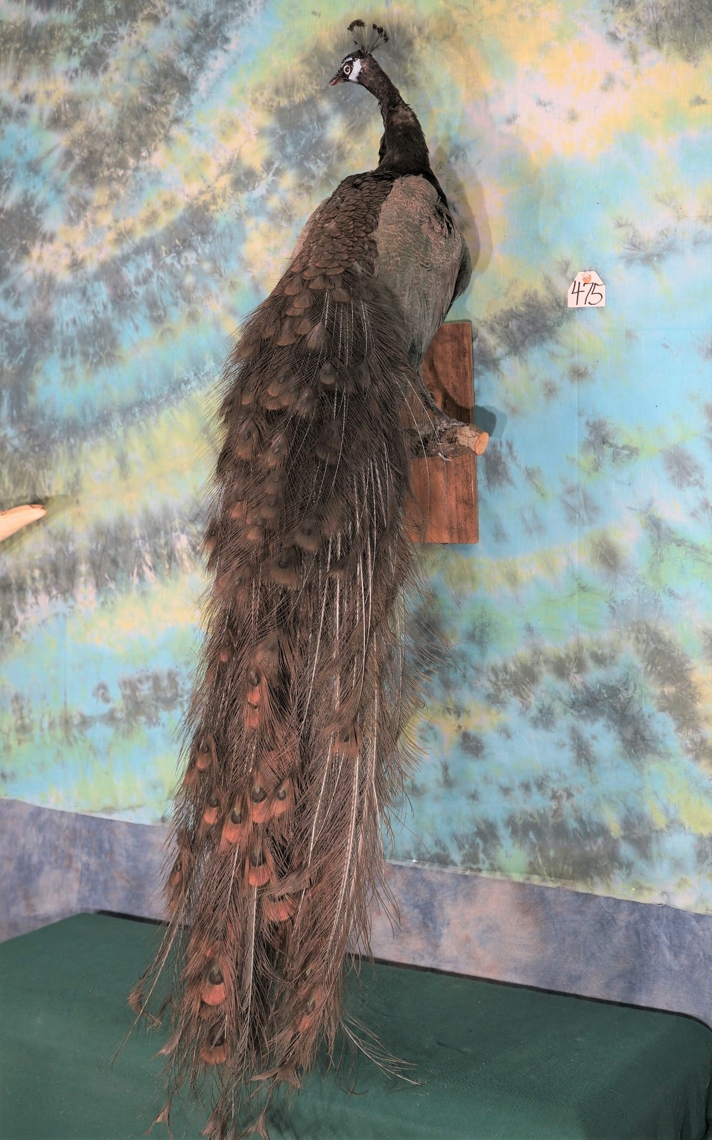 Brand New! Indigo Blue Peacock Taxidermy Bird Mount (1 of 4)