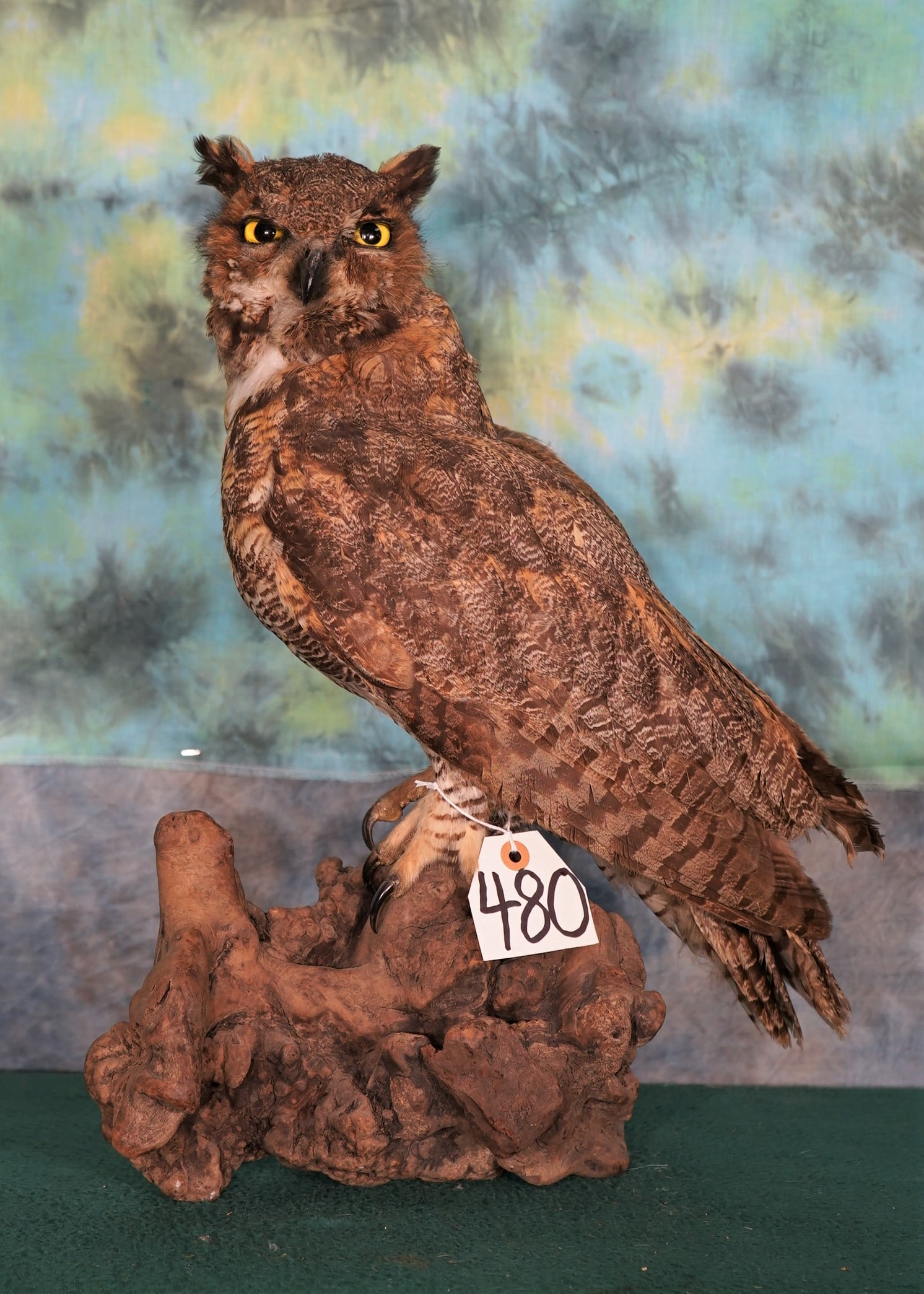 Russian Long-Eared Owl (Captive Bred Legal) Taxidermy Bird Mount (1 of 3)