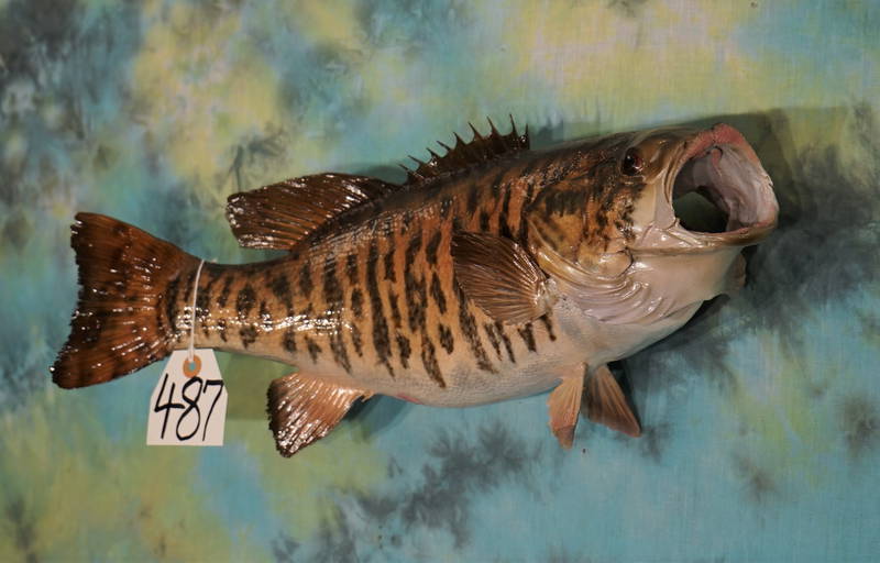 Real Skin 19 1/2" Smallmouth Bass Taxidermy Fish Mount