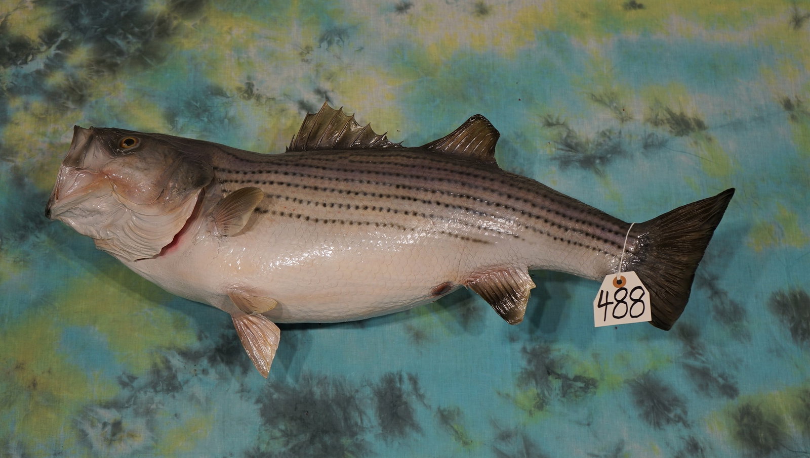 32" Real Skin Striped Bass or "Striper" Taxidermy Fish Mount: Here is a beautiful trophy Striper caught out here from Possum Kingdom Lake.ÿ The Fish weighs an estimated 17 1/2" Lbs.ÿ and the mount is in mint like condition.ÿ The taxidermy is a high level 9.5.
