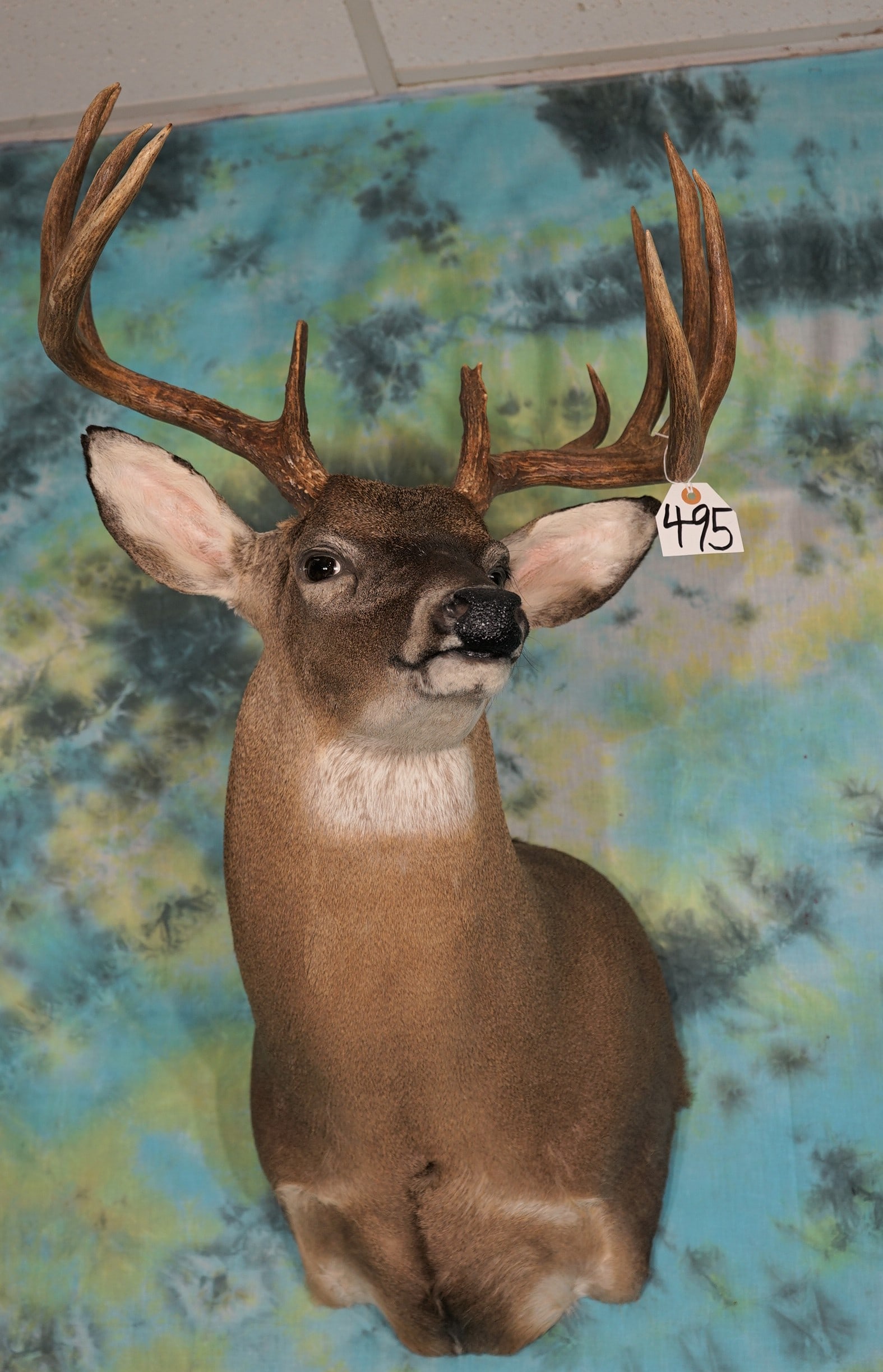 VeryHandsome 6 x 6 South Texas Whitetail Deer Shoulder Mount Taxidermy (1 of 3)