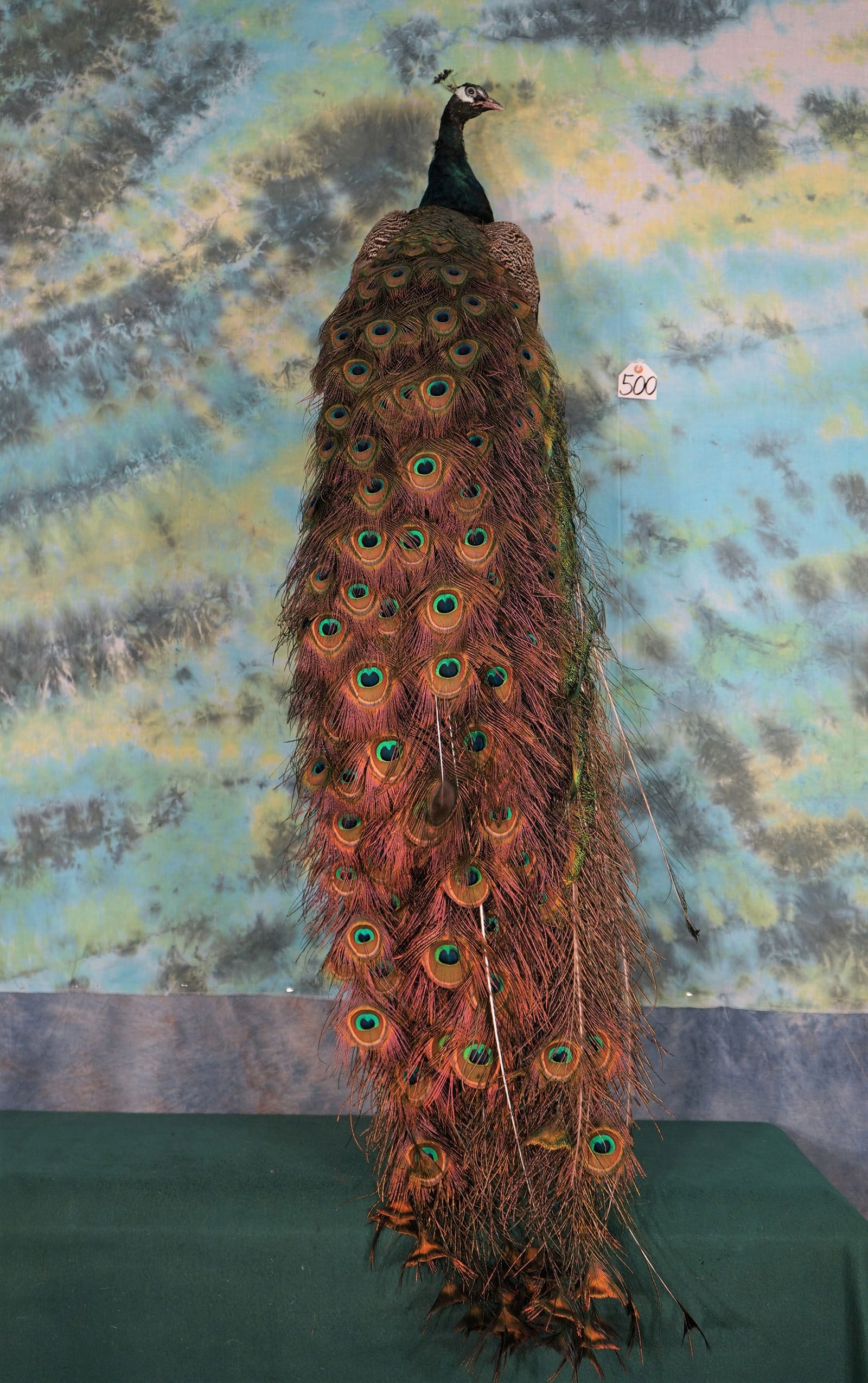 Brand New! Blue Peacock Taxidermy Bird Mount (1 of 5)