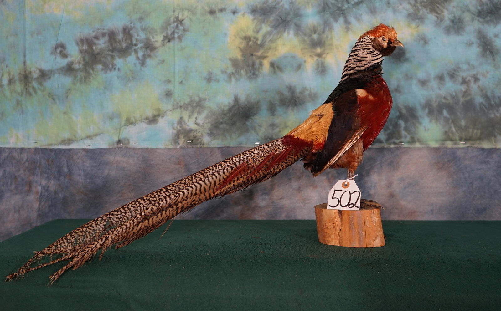 Beautiful Golden Pheasant Taxidermy Bird Mount (1 of 3)