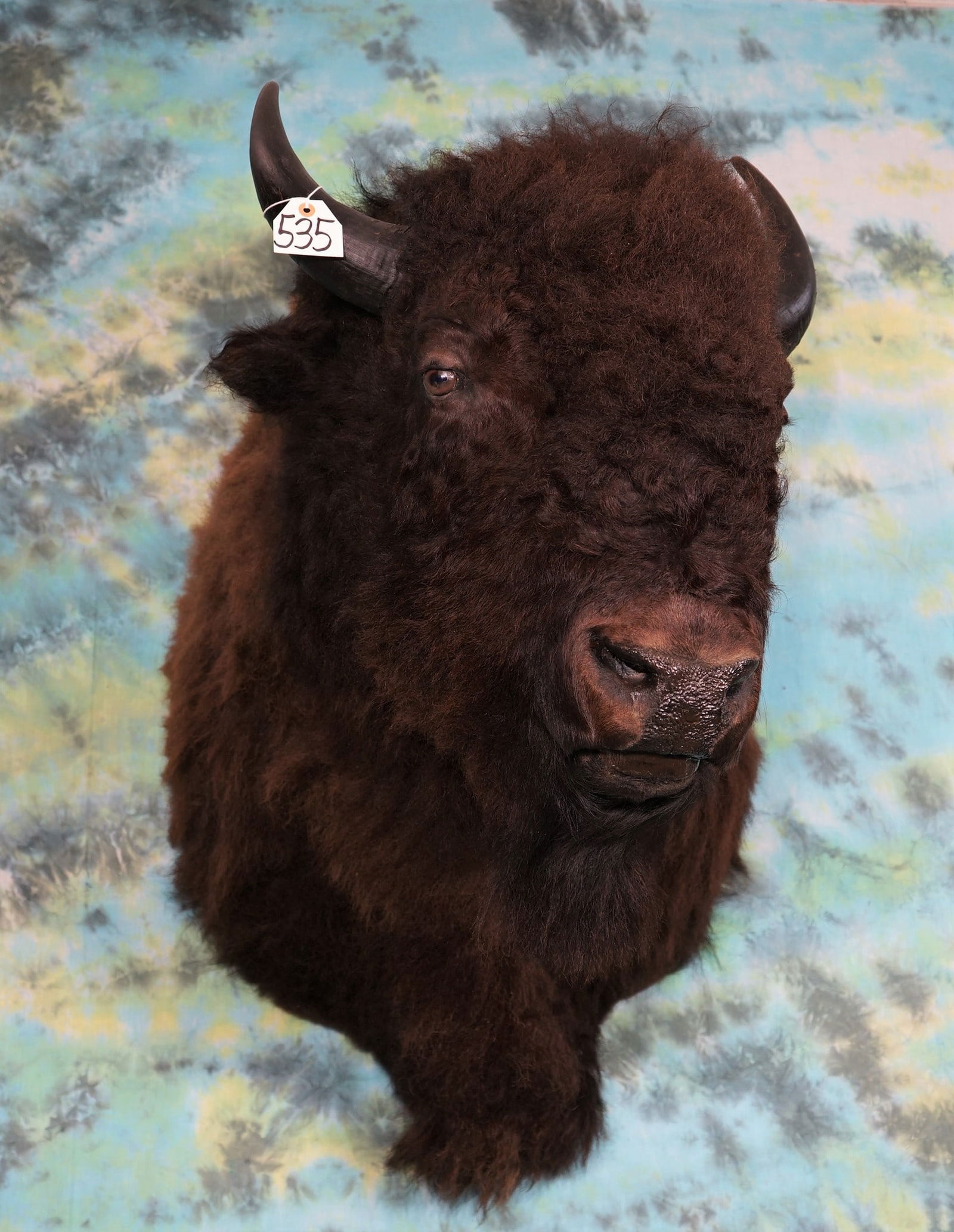 American Bison Shoulder Mount Taxidermy (1 of 3)