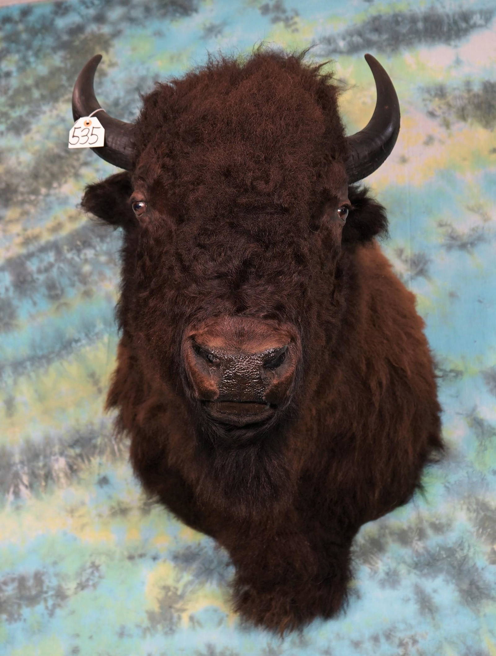 American Bison Shoulder Mount Taxidermy Auction