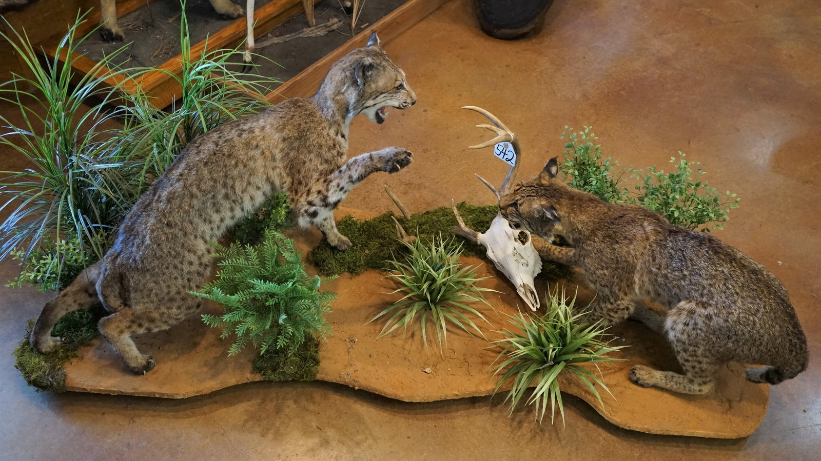 Pair of Texas Bobcats Fighting in Habitat Full Body Taxidermy Mounts: These Bobcats ran into each other and decided they really didn't like each other.ÿ The mount is on a nice habitat base that measures 5ft. 2" long and 2ft. wide.ÿ This mount is in mint lifelike condi