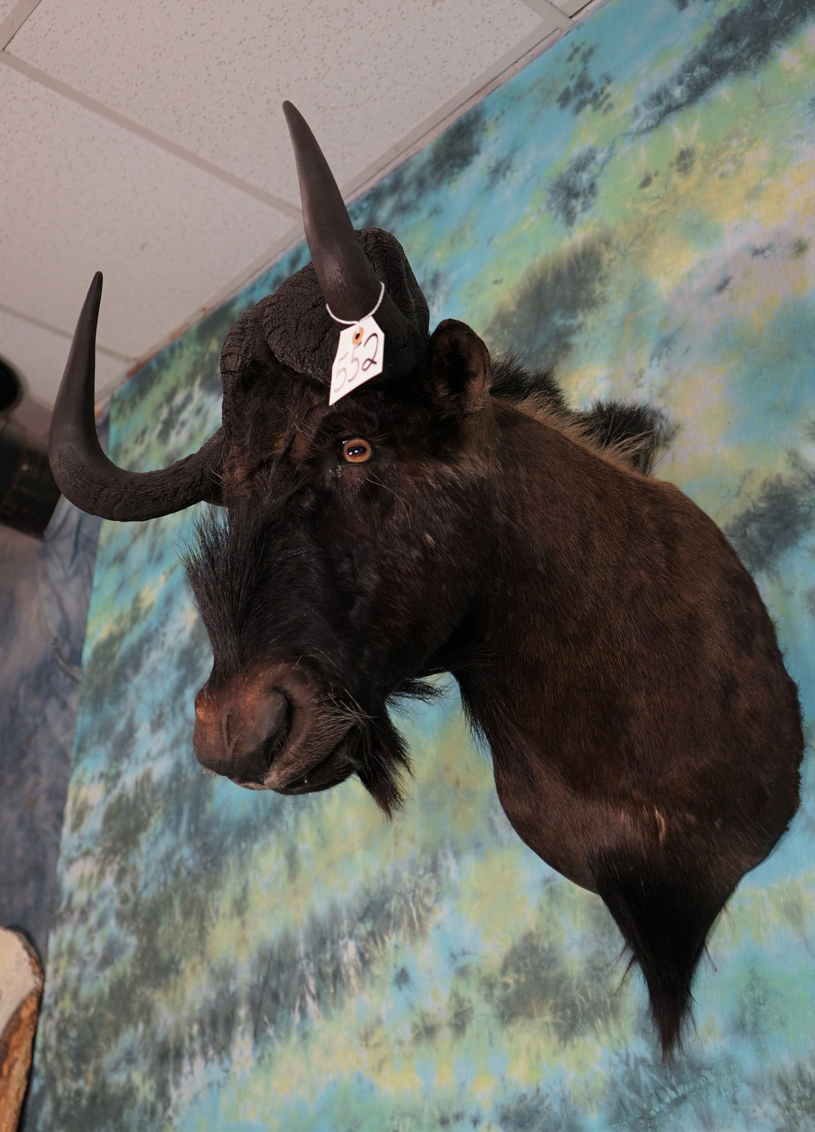 African Black Wildebeest Shoulder Mount Taxidermy (1 of 2)