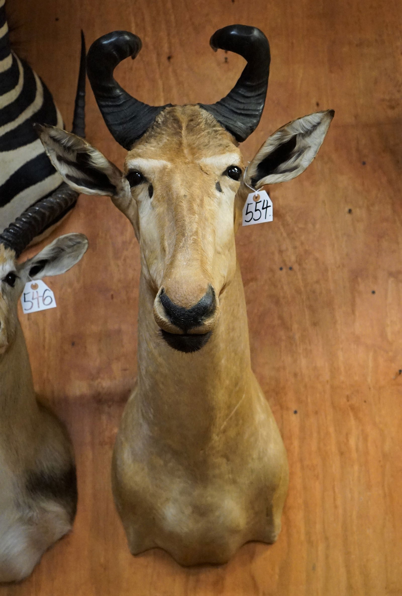 African Lichtenstien's Hartebeest Shoulder Mount Taxidermy Mount (1 of 2)