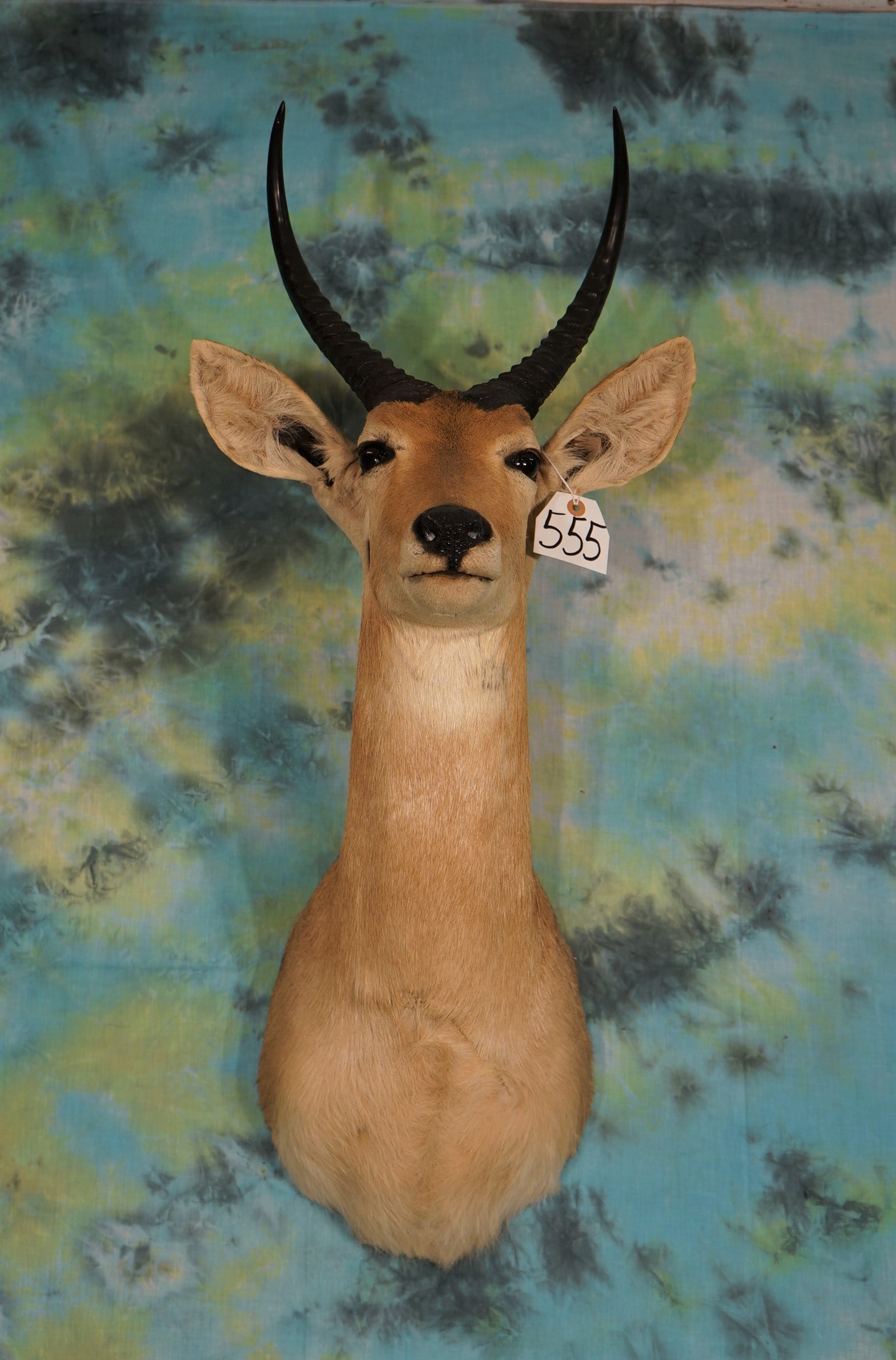 African Common Reedbuck Shoulder Mount Taxidermy (1 of 2)