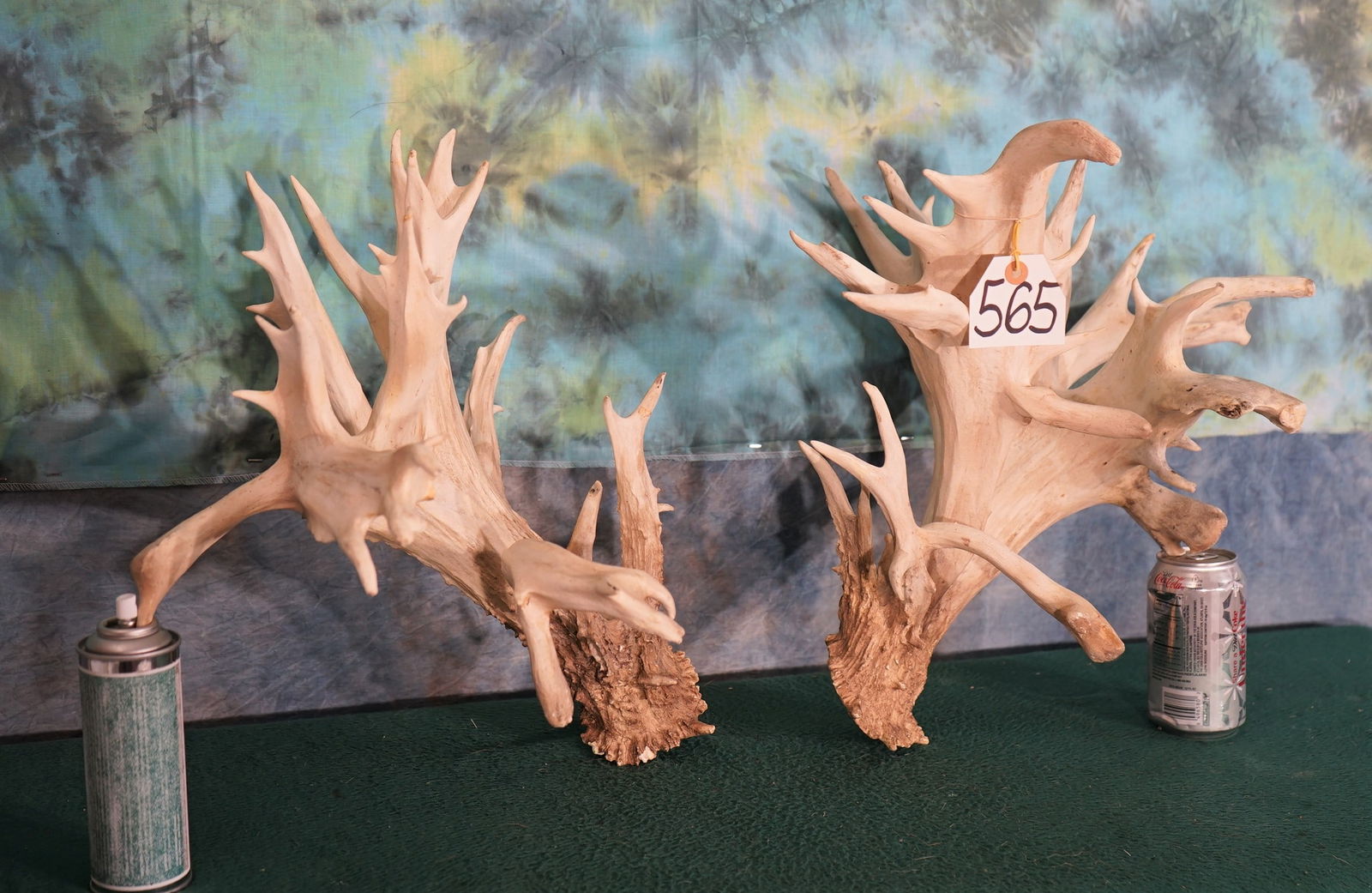 Huge & Massive Matching Pair of Whitetail Deer Sheds from a High Fence Preserve Taxidermy (1 of 4)
