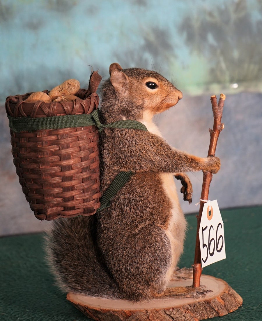 Novelty Squirrel Full Body Mount Taxidermy (1 of 1)