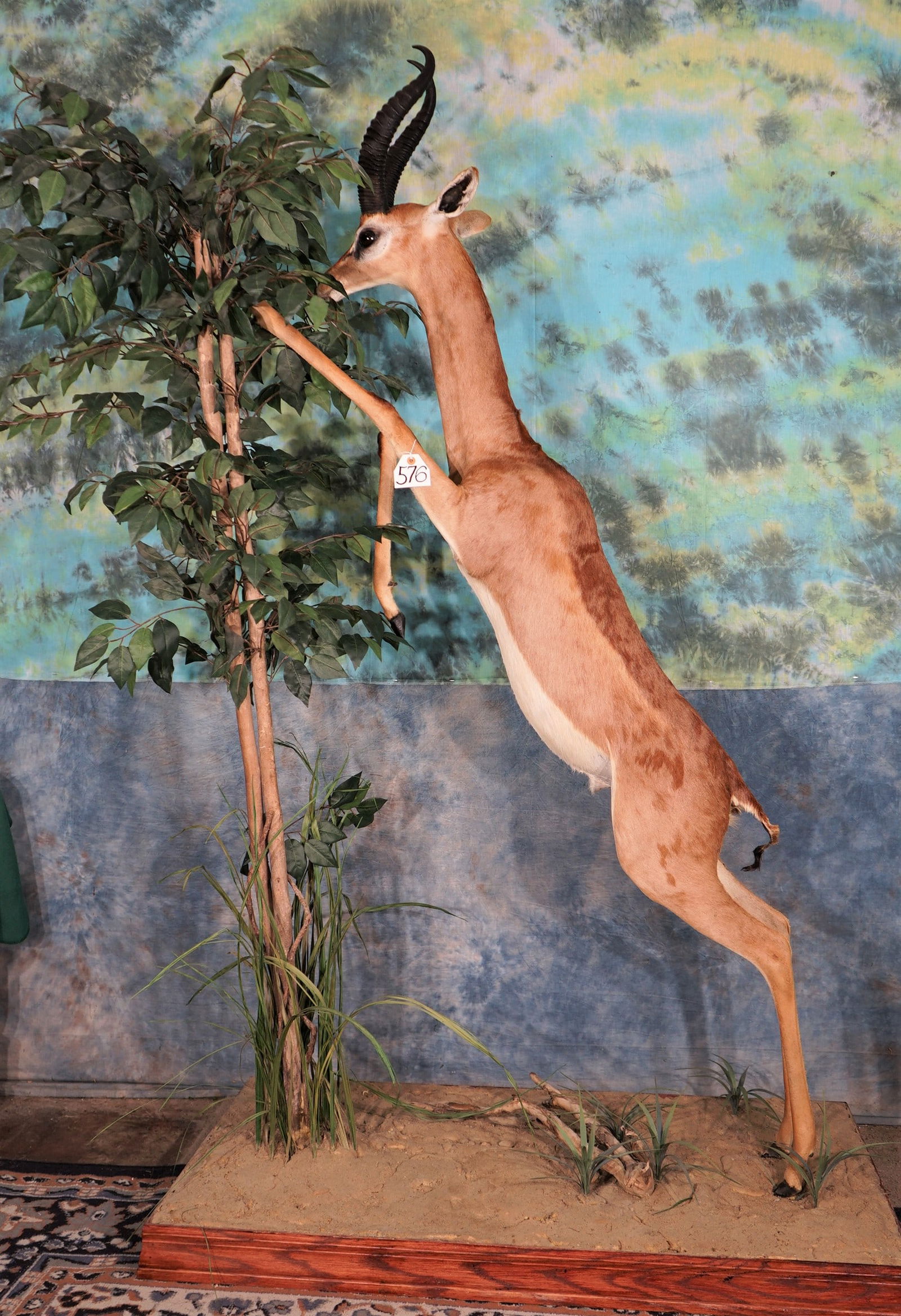 Marvelous Record Book African Gerenuk Gazelle Full Body Taxidermy Mount (1 of 4)