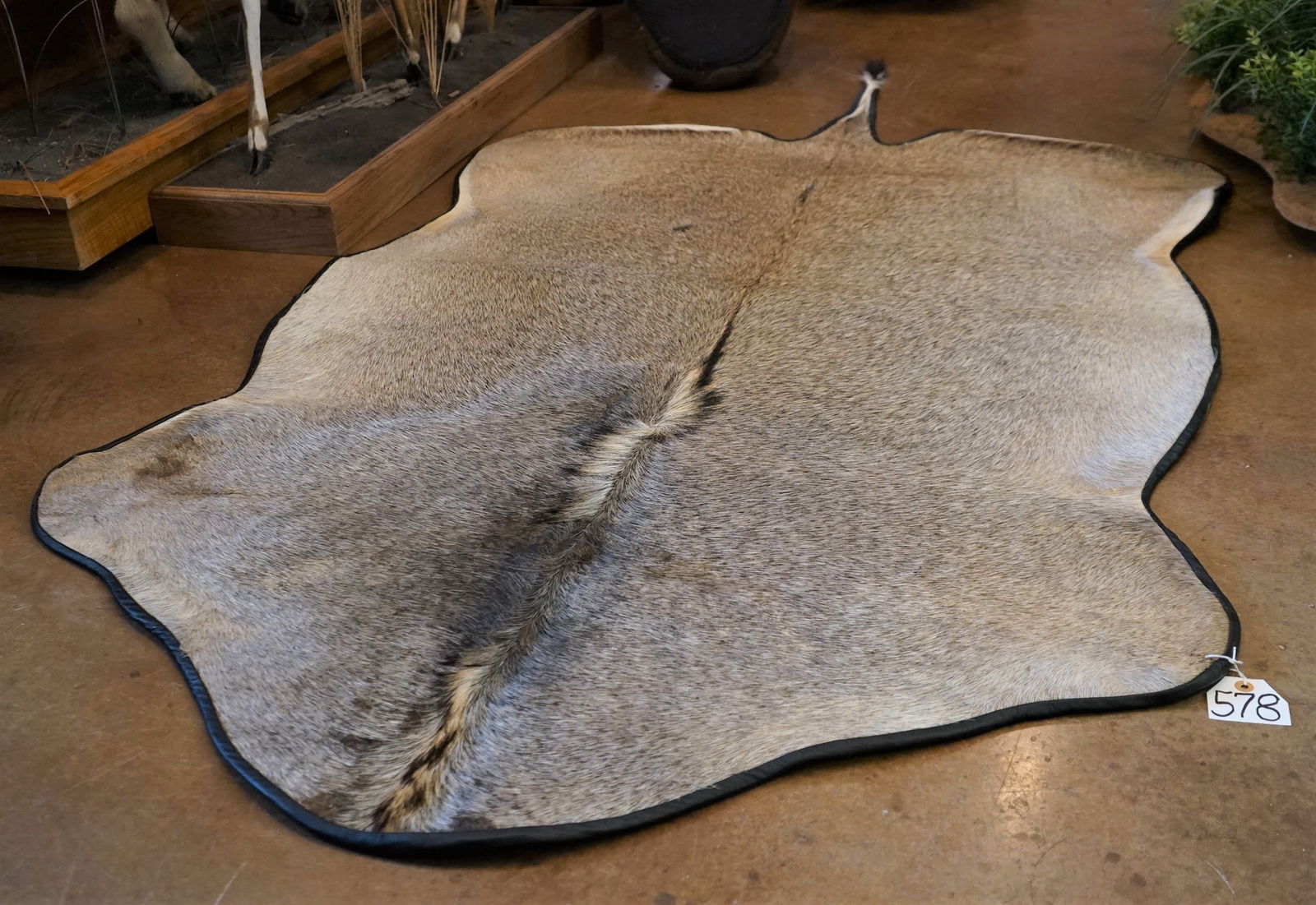 Brand New! Nilgai Antelope Backskin Rug Taxidermy (1 of 3)