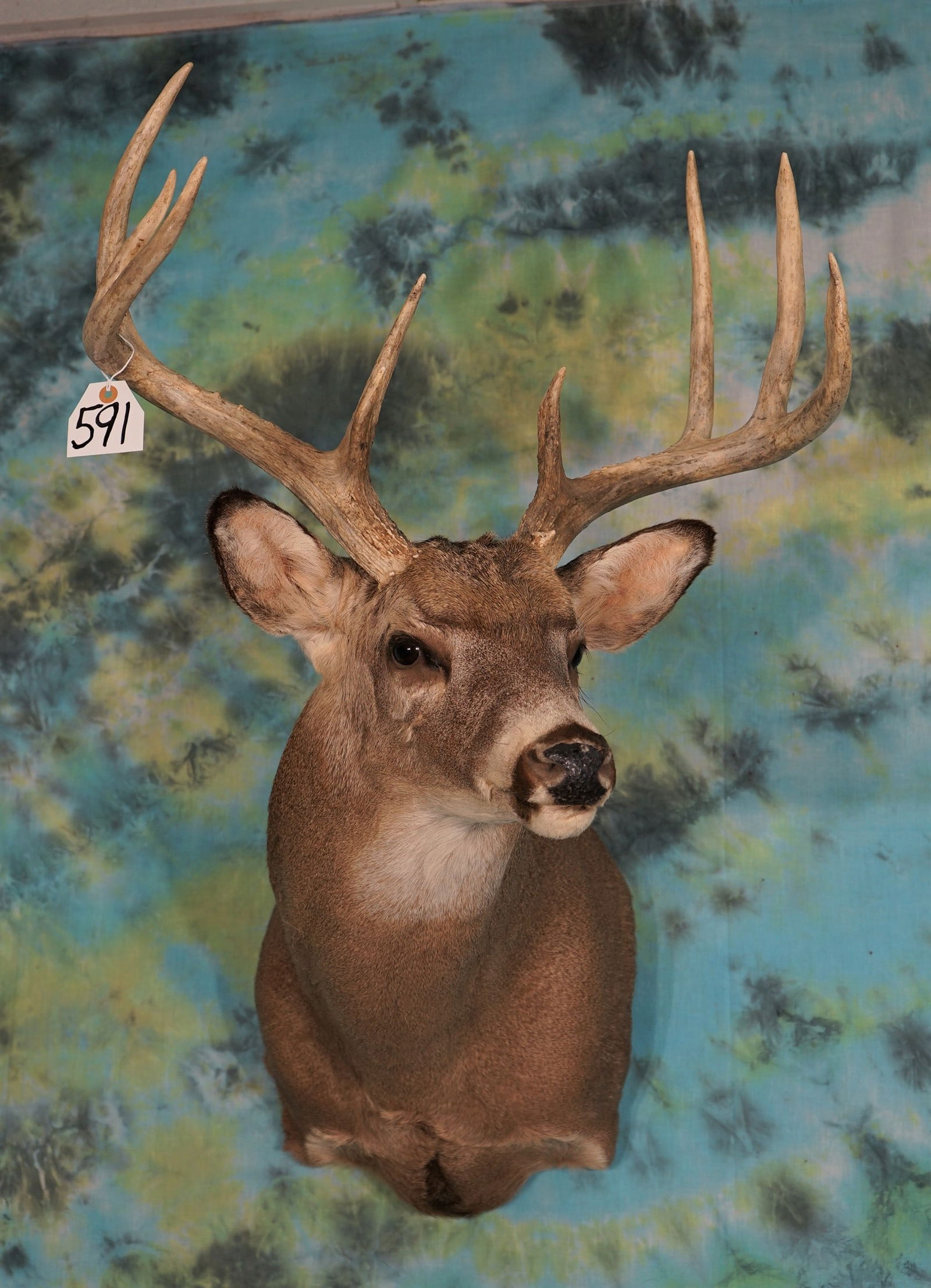 Big 9pt. Kansas Whitetail Deer Shoulder Mount Taxidermy (1 of 3)