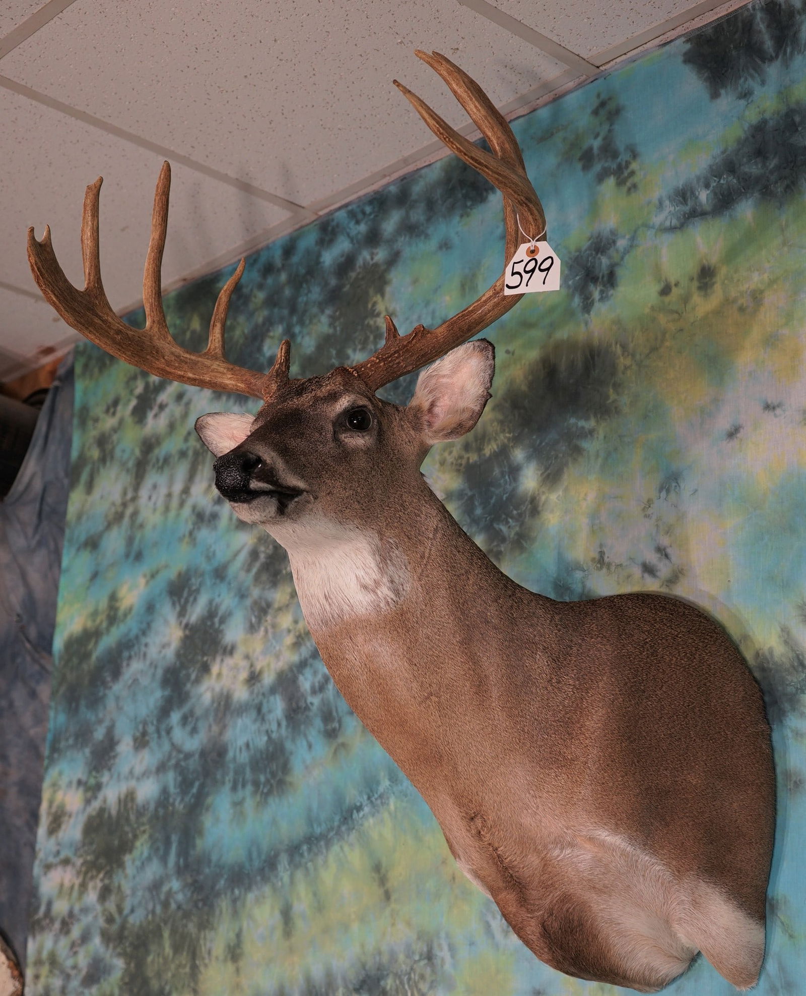 11pt. Texas Panhandle Whitetail Deer Shoulder Mount Taxidermy (1 of 2)