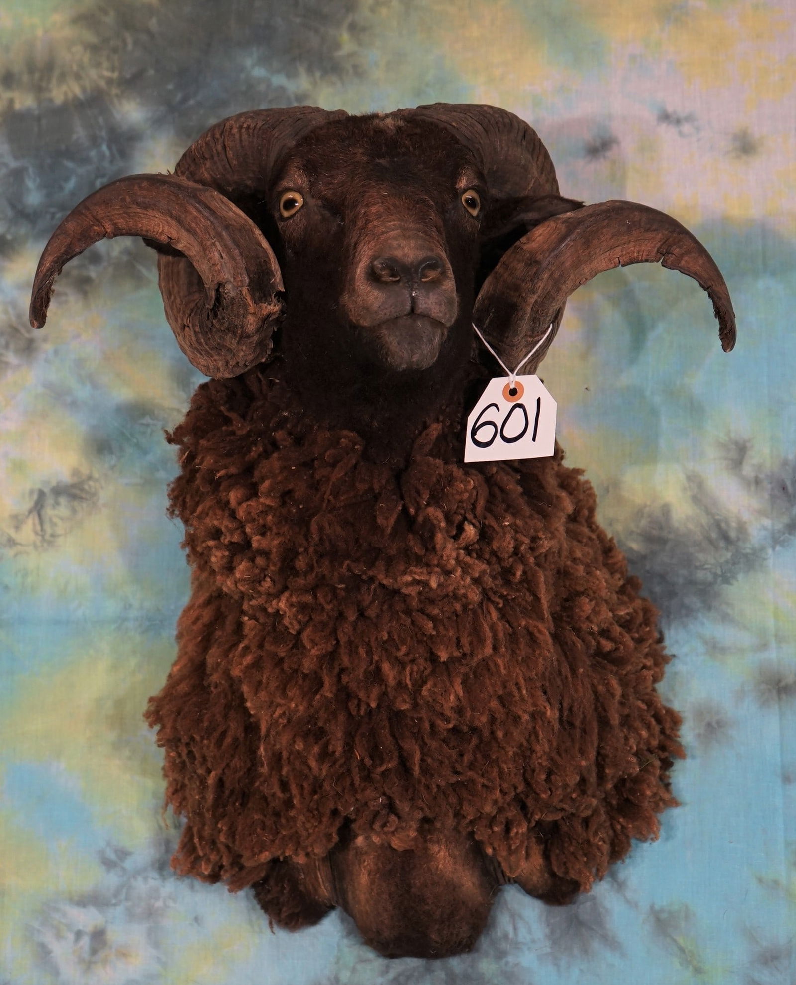 Cool Arapawa Sheep Shoulder Taxidermy Ram Mount (1 of 2)