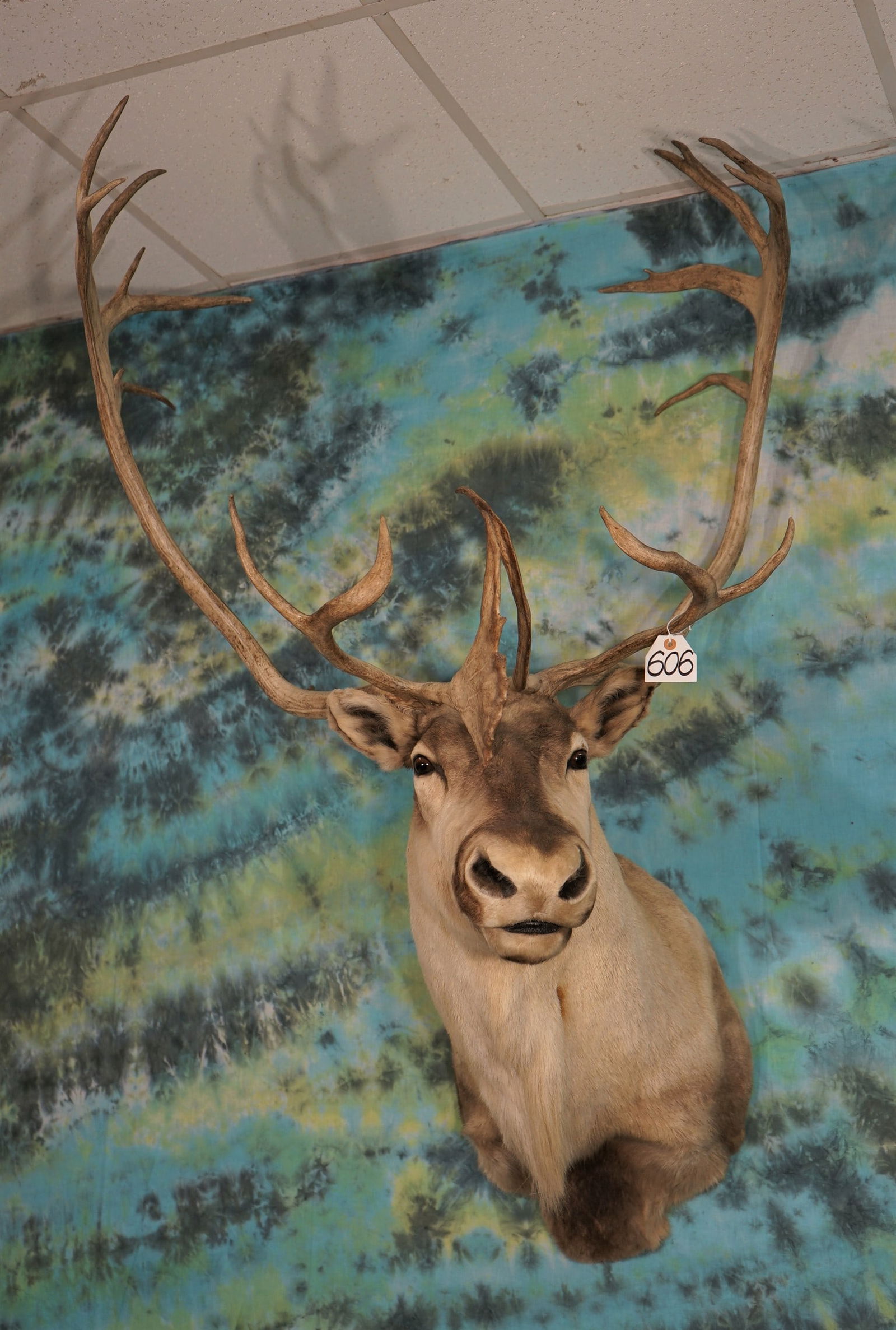 Central Canadian Barren Ground Caribou Shoulder Mount Taxidermy (1 of 3)
