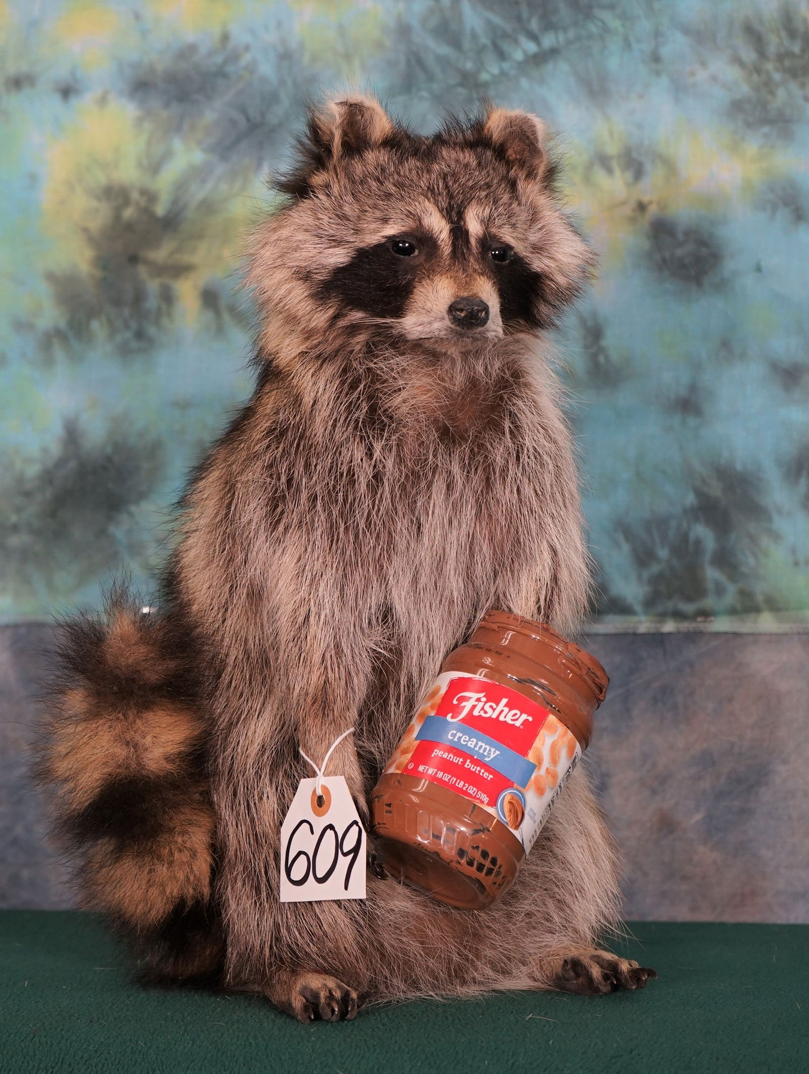 Cool! Raccoon Full Body Taxidermy Mount (1 of 2)