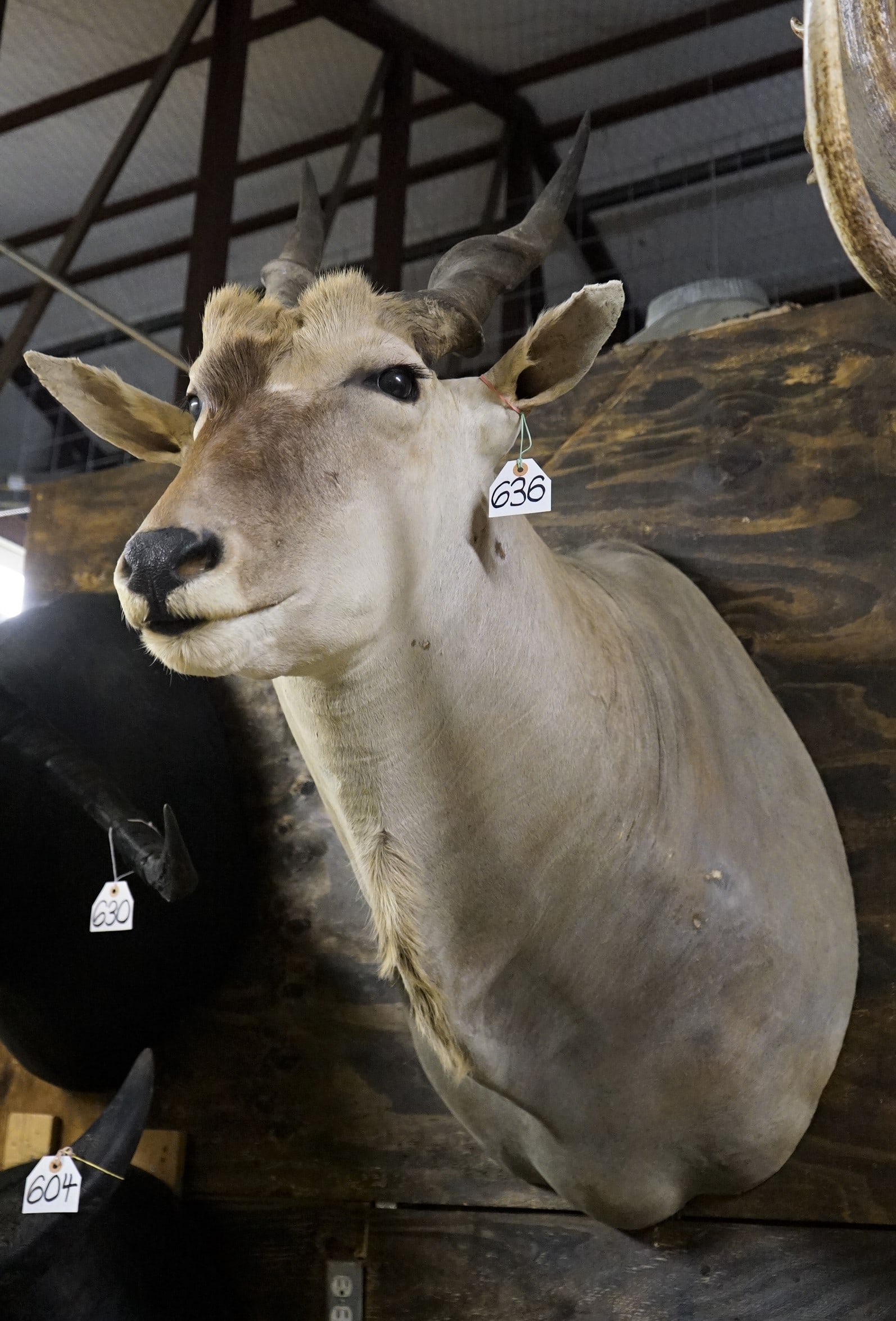 African Livingstone Eland Shoulder Mount Taxidermy (1 of 2)