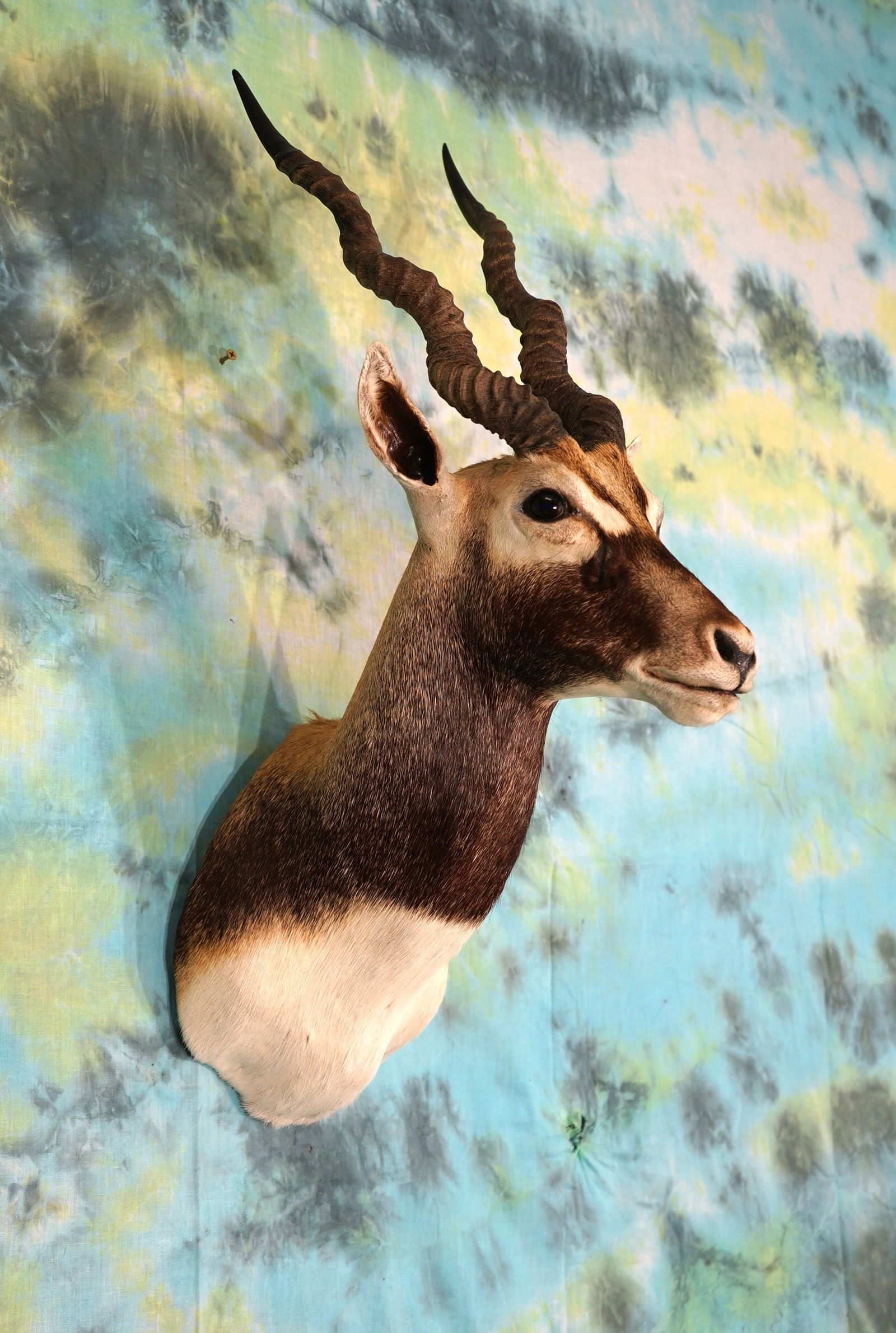 Blackbuck Antelope Shoulder Mount Taxidermy (1 of 2)