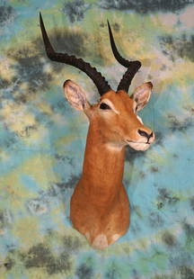 East African Impala Ram Shoulder Mount Taxidermy: This Impala was harvested in Tanzania. Notice the orange colored cape as compared to the lighter beige colored Southern Impalas. This mount is clean and grades an 8.