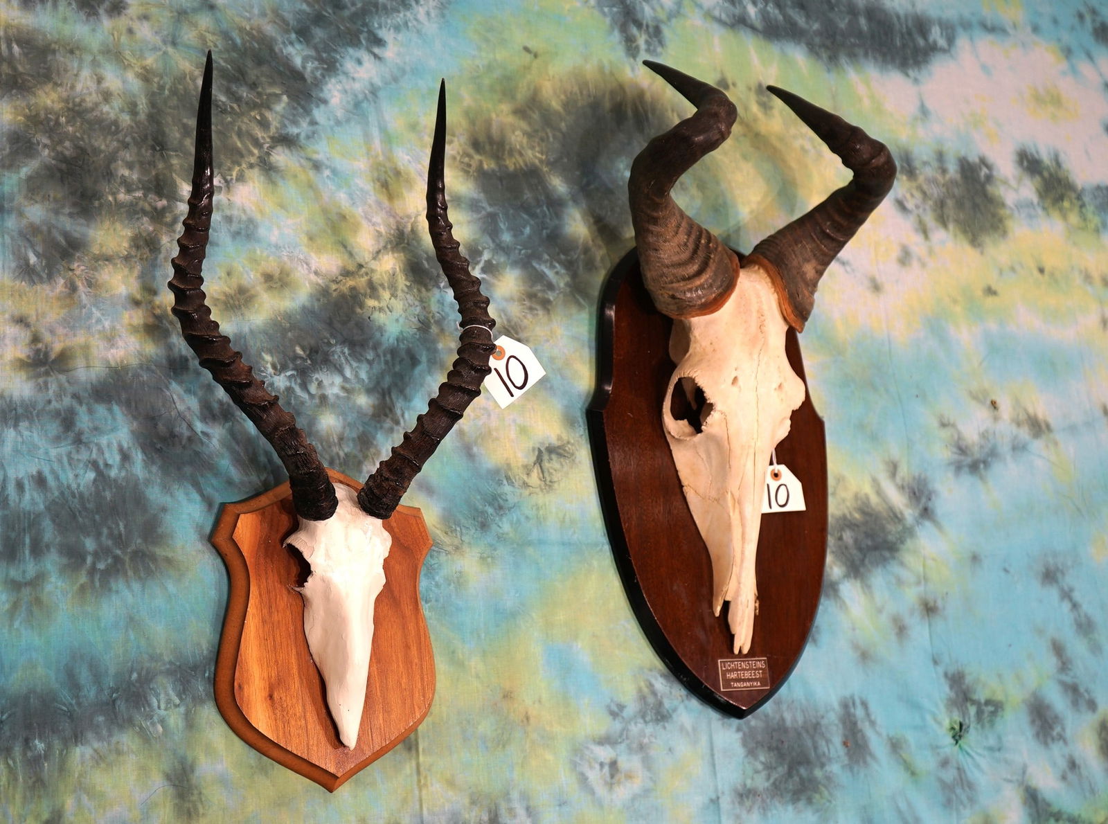 (2) Nice Sets of African Antelope Horns on Panels Taxidermy (1 of 2)