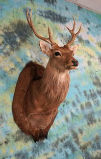 Japanese Sika Deer Shoulder Mount Taxidermy: This mount is clean and in very good condition. The Deer will grade an 8.75 on a 1 to 10 quality scale. The oval panel the shoulder mount is on is covered by the animals backskin.