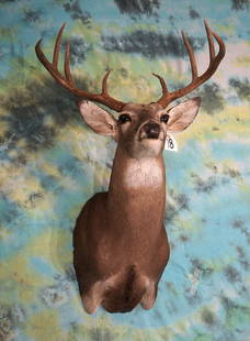 North Texas 8pt. Whitetail Deer Shoulder Mount Taxidermy: This is a good average size and mature Whitetail Buck from our local area. The taxidermy quality is an 8.75.