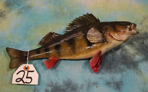 Brand new 13" Yellow Perch Real Skin Taxidermy Fish Mount: This fish is new and in mint condition.? It ranks a grade