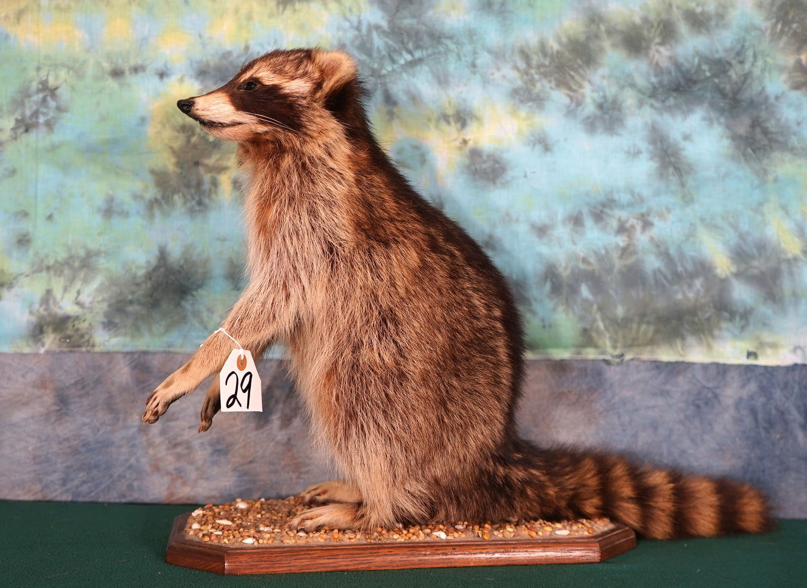 Raccoon Full Body Mount Taxidermy: This mount is clean, smoke free, and in excellent condition. This Raccoon will grade a 9.5 on a 1 to 10 quality scale.