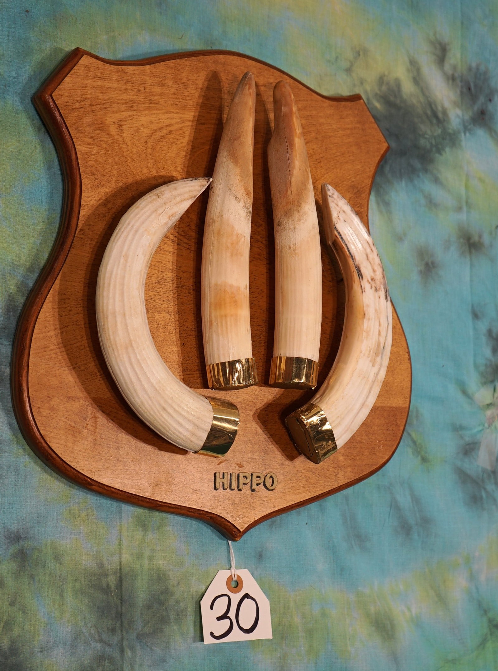 Nice Set of Hippo Tusk on Panel Taxidermy: These are the main Tusk from an average size Hippo. They are nicely fixed to a finished panel. These make a fine looking display.