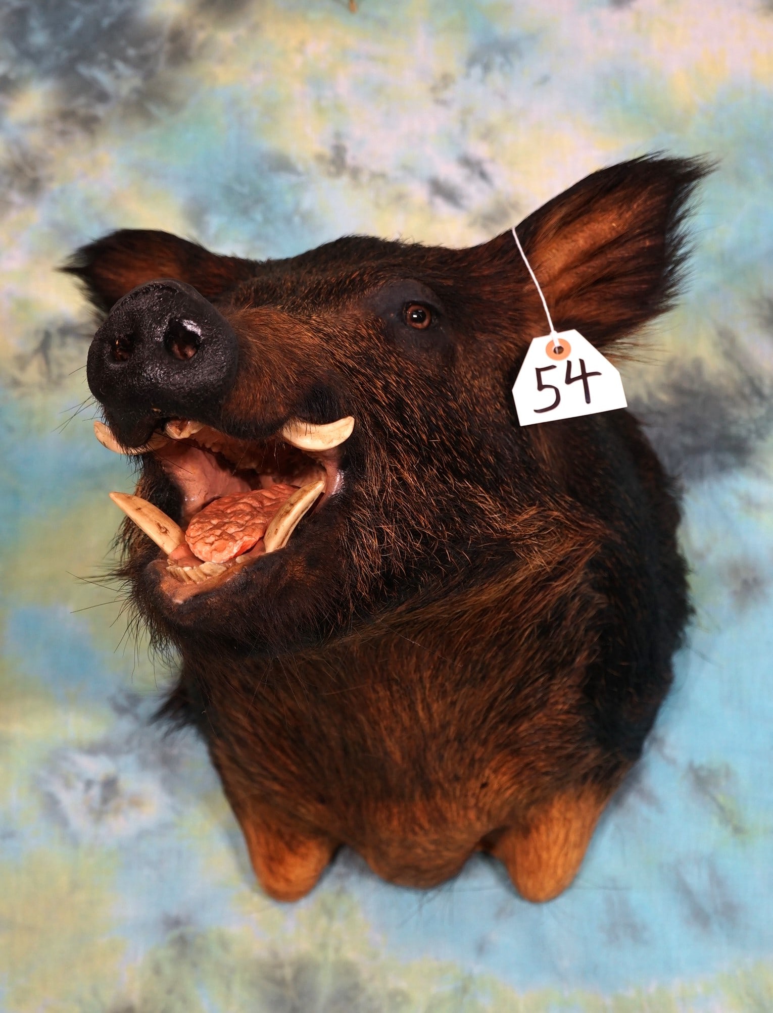 Cool Razorback Wild Feral Hog Shoulder Mount Taxidermy (1 of 2)