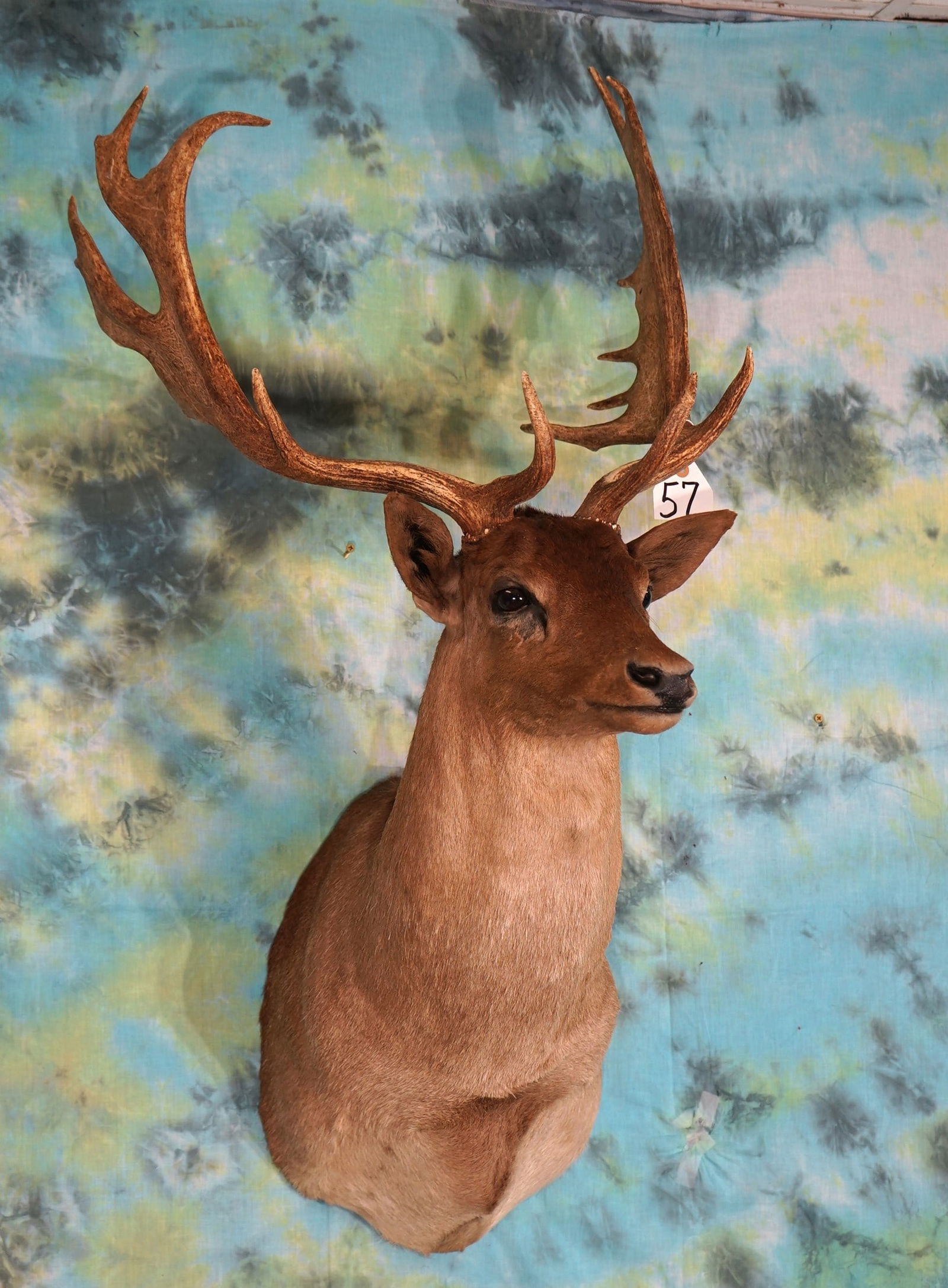 Beautiful Chocolate Fallow Deer Shoulder Mount Taxidermy (1 of 3)