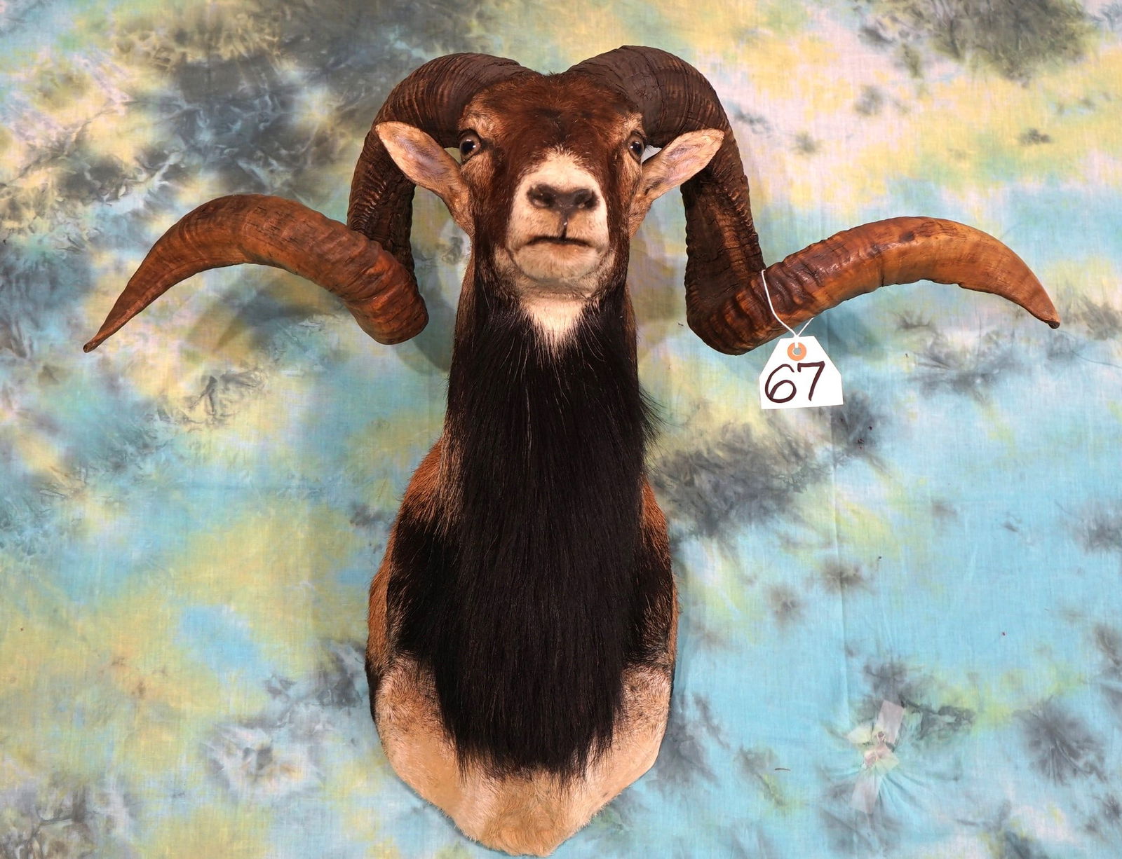 Big Corsican Sheep Ram Shoulder Mount Taxidermy (1 of 2)