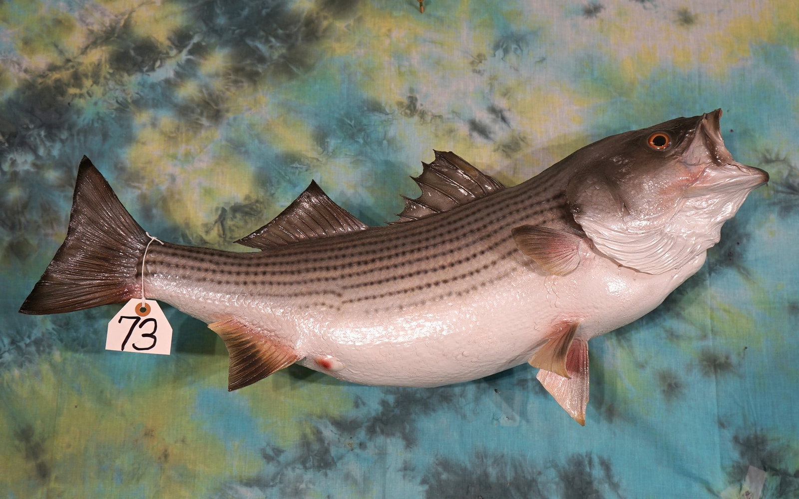28" Real Skin Striped Bass or "Striper" Taxidermy Fish Mount: This fish is clean and in excellent condition. The mount has a real lifelike appearance and will grade a good 9.25 on a 1 to 10 taxidermy quality level.