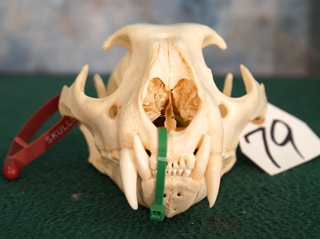 Mountain Lion Skull Taxidermy: This is an average size Mountain Lion from West Texas. All teeth are present and in good shape. This is a skull that's in excellent condition.