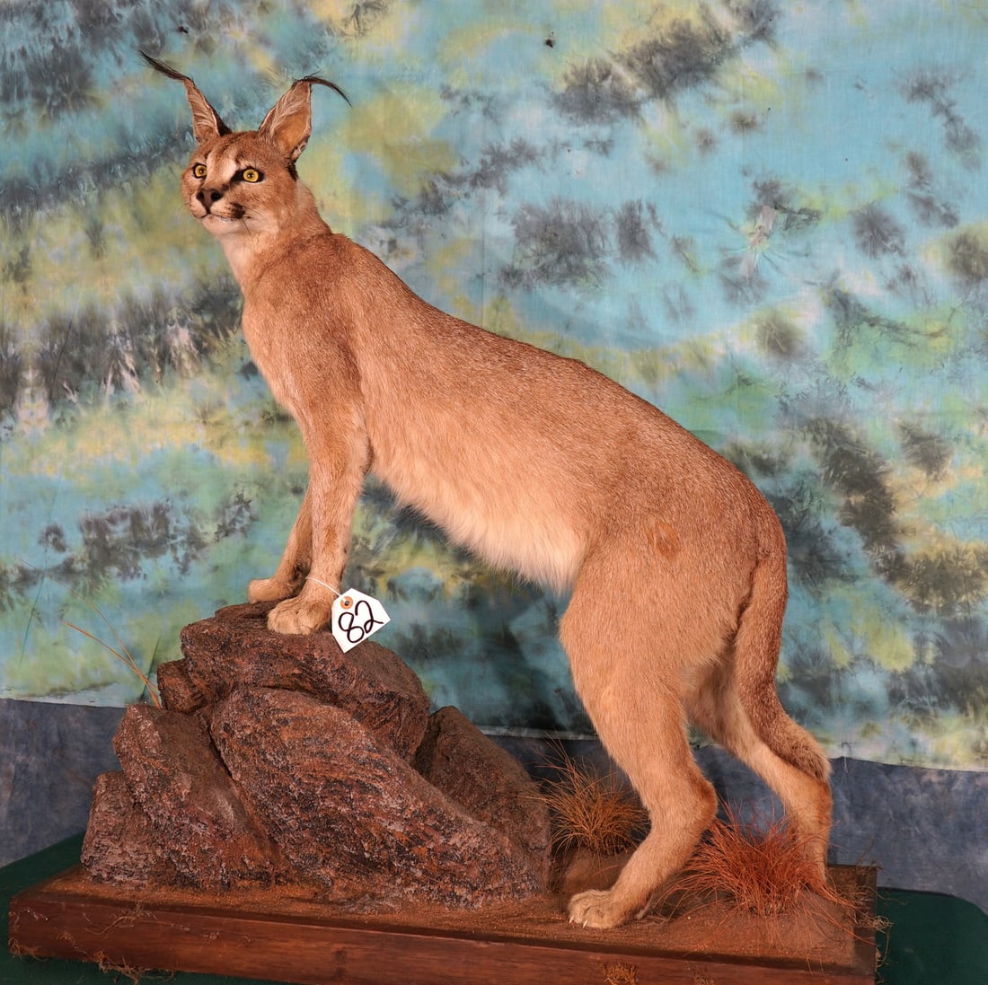 Beautiful African Caracal Cat Full Body Mount Taxidermy (1 of 3)