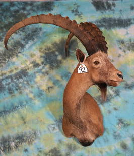 Record Class Gobi Desert Ibex Shoulder Mount Taxidermy: This Gobi Desert Ibex from Mongolia is clean and in excellent condition. The horns are Record Class for a Gobi and this mount grades a 9.75 in taxidermy quality.